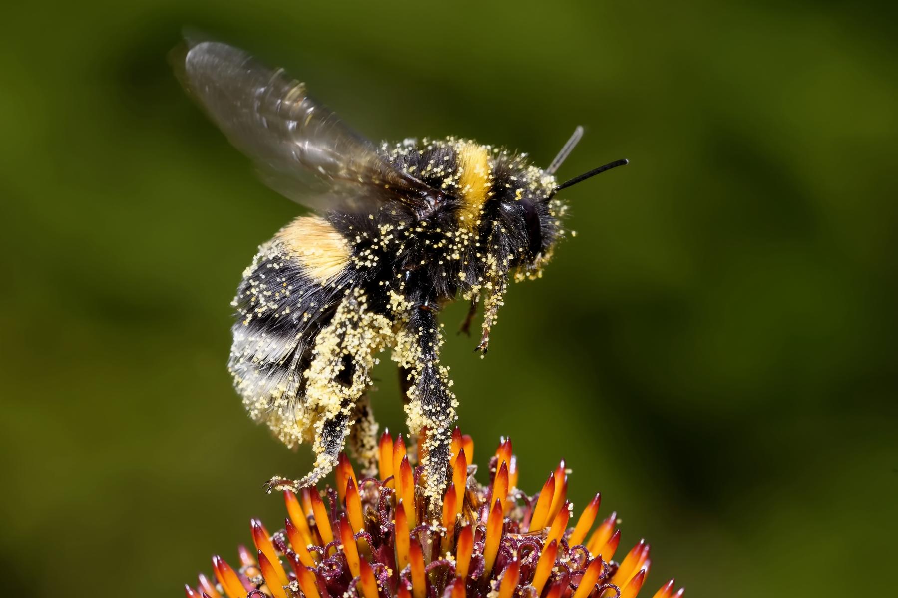 Hummel auf Blüte und mit Pollen am Körper