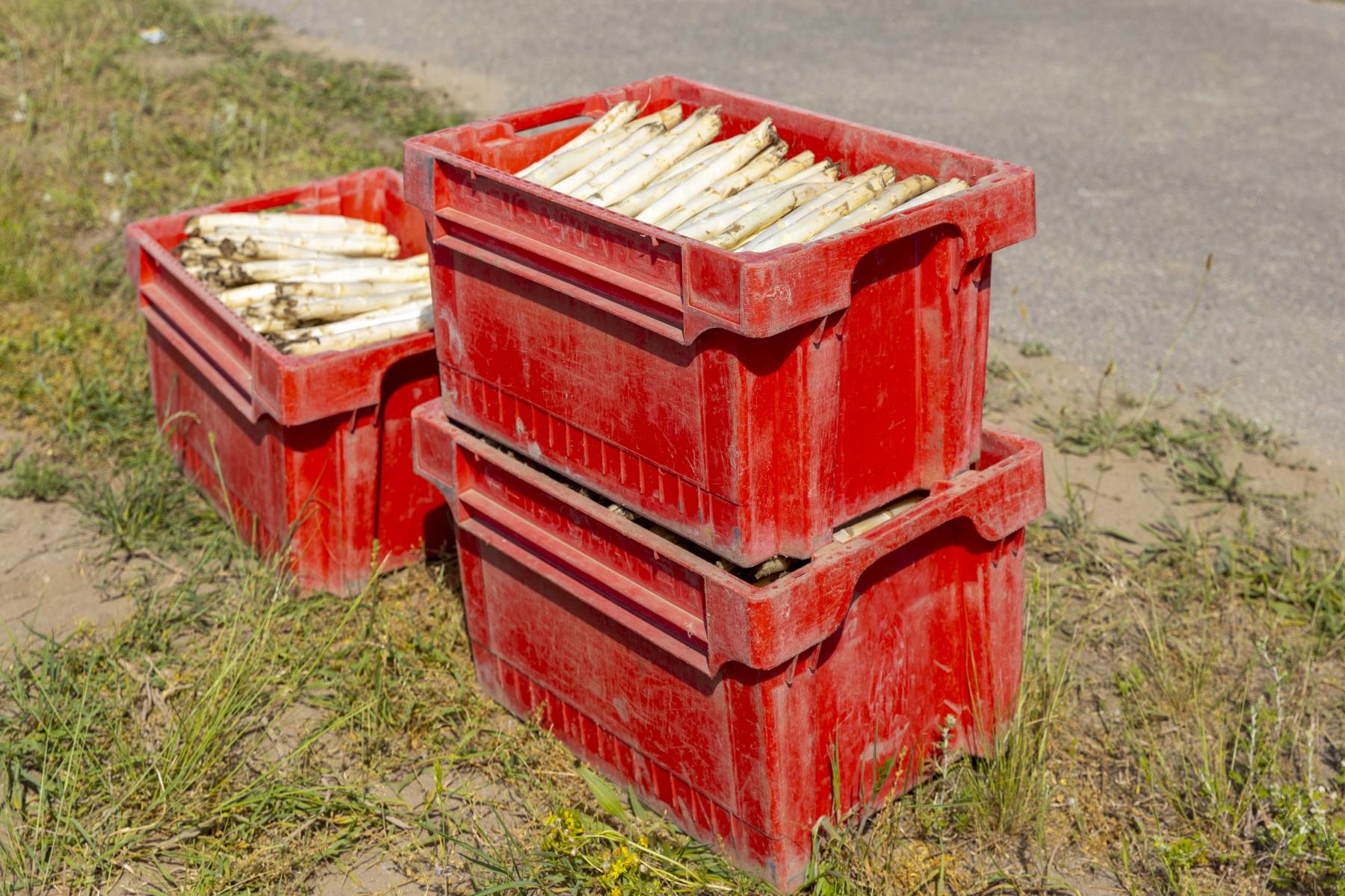 Spargel in roten Kisten