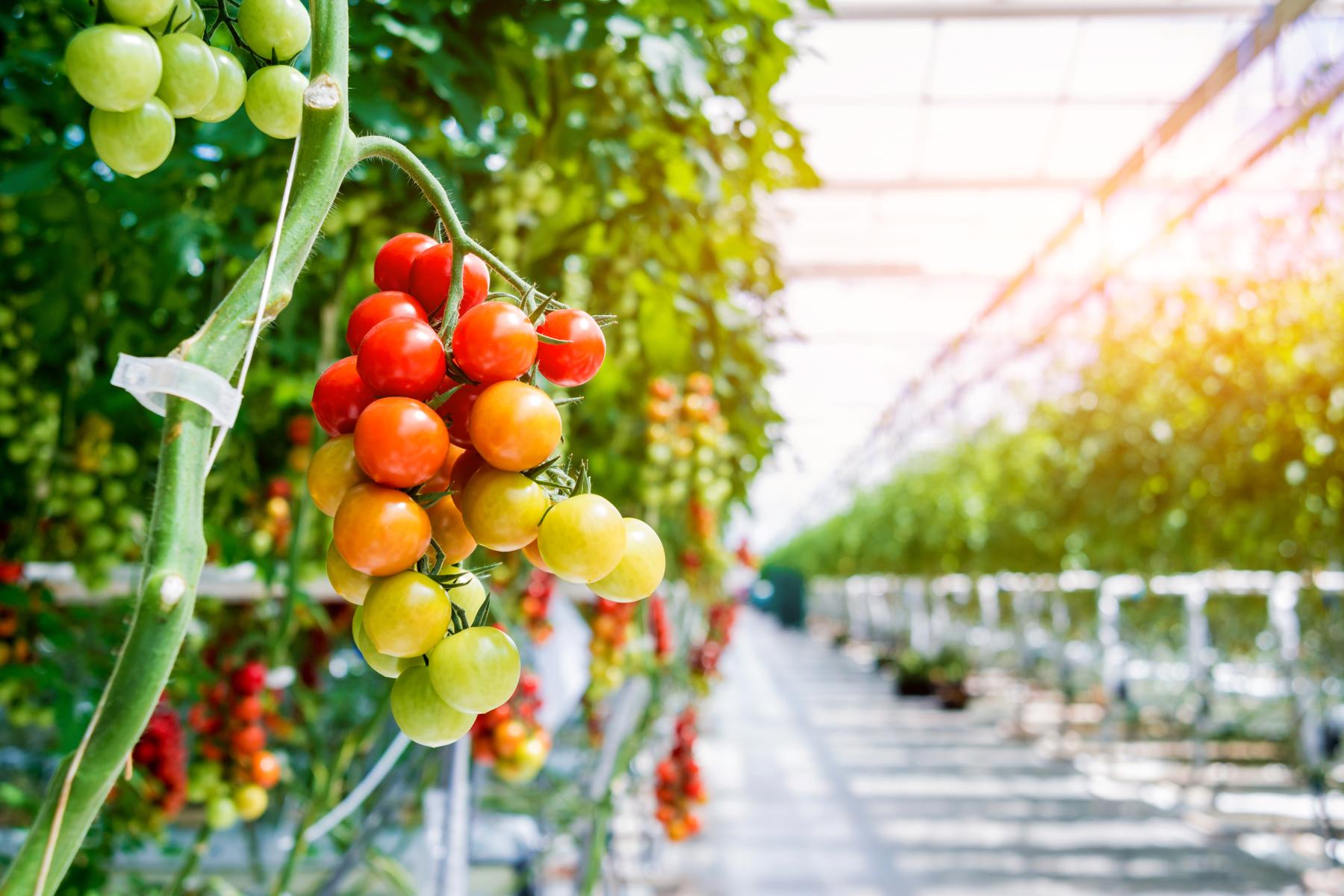 Tomaten im Gewächshaus