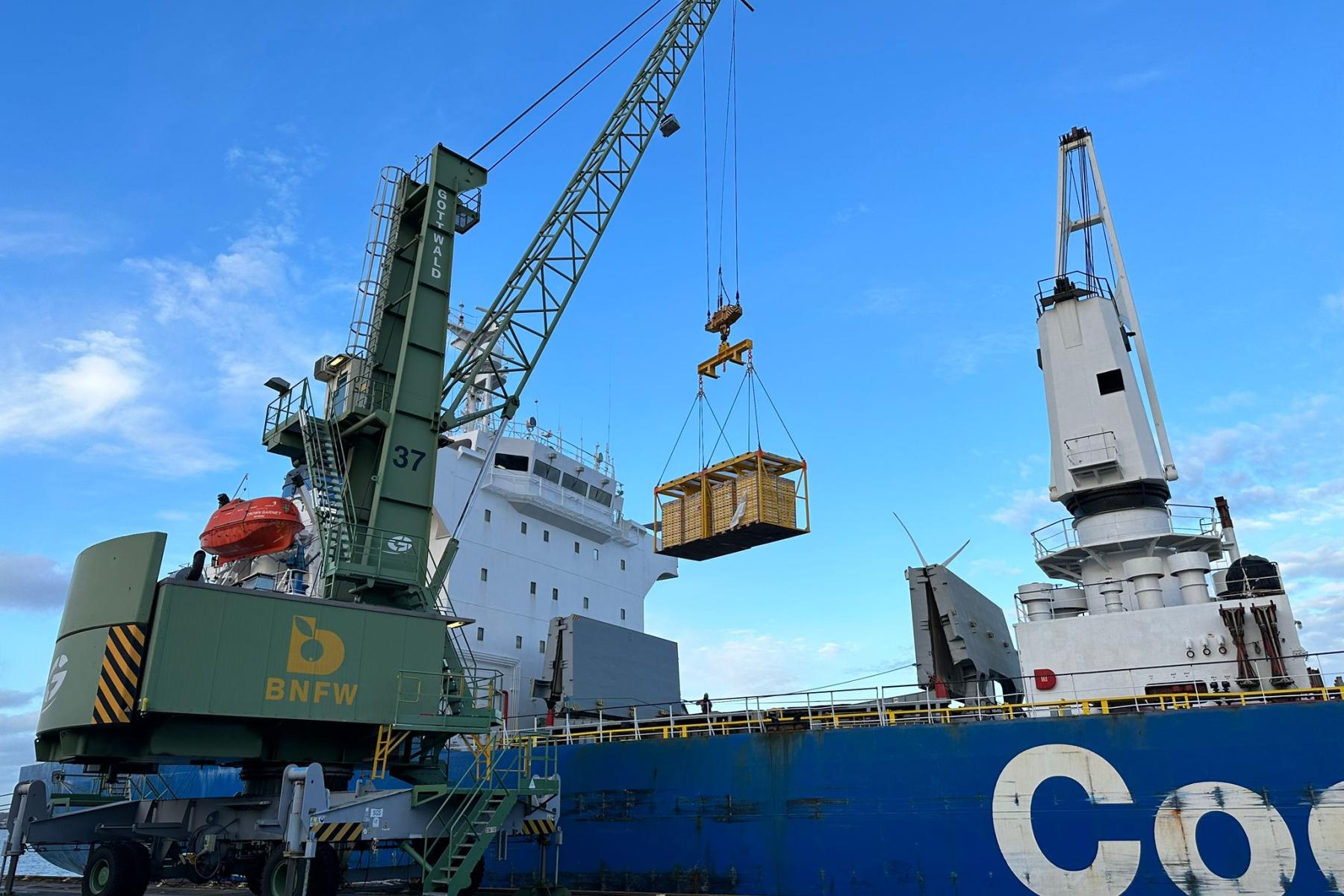 Kiwis werden im Hafen mit Kran vom Schiff gehoben