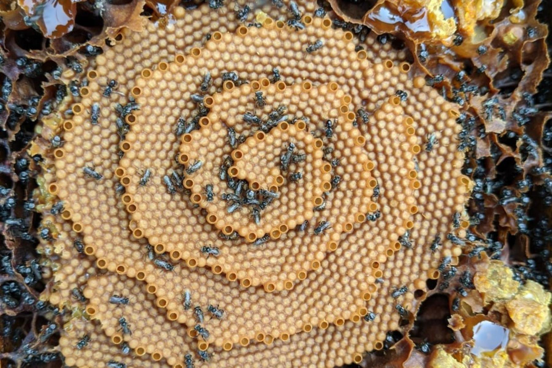 Bienen mit Waben in Baum
