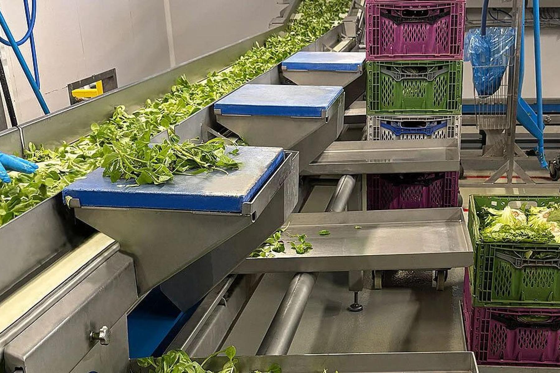 Salat läuft entlang einer Waschmaschine