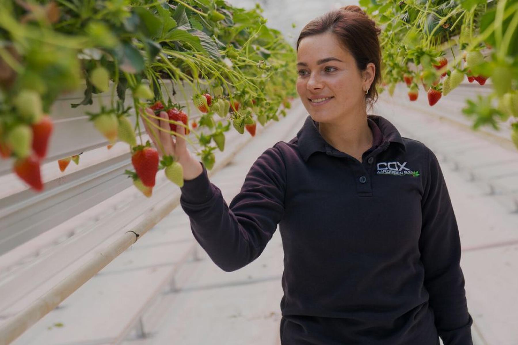 Frau steht in Gewächshaus und hat Erdbeeren in der Hand