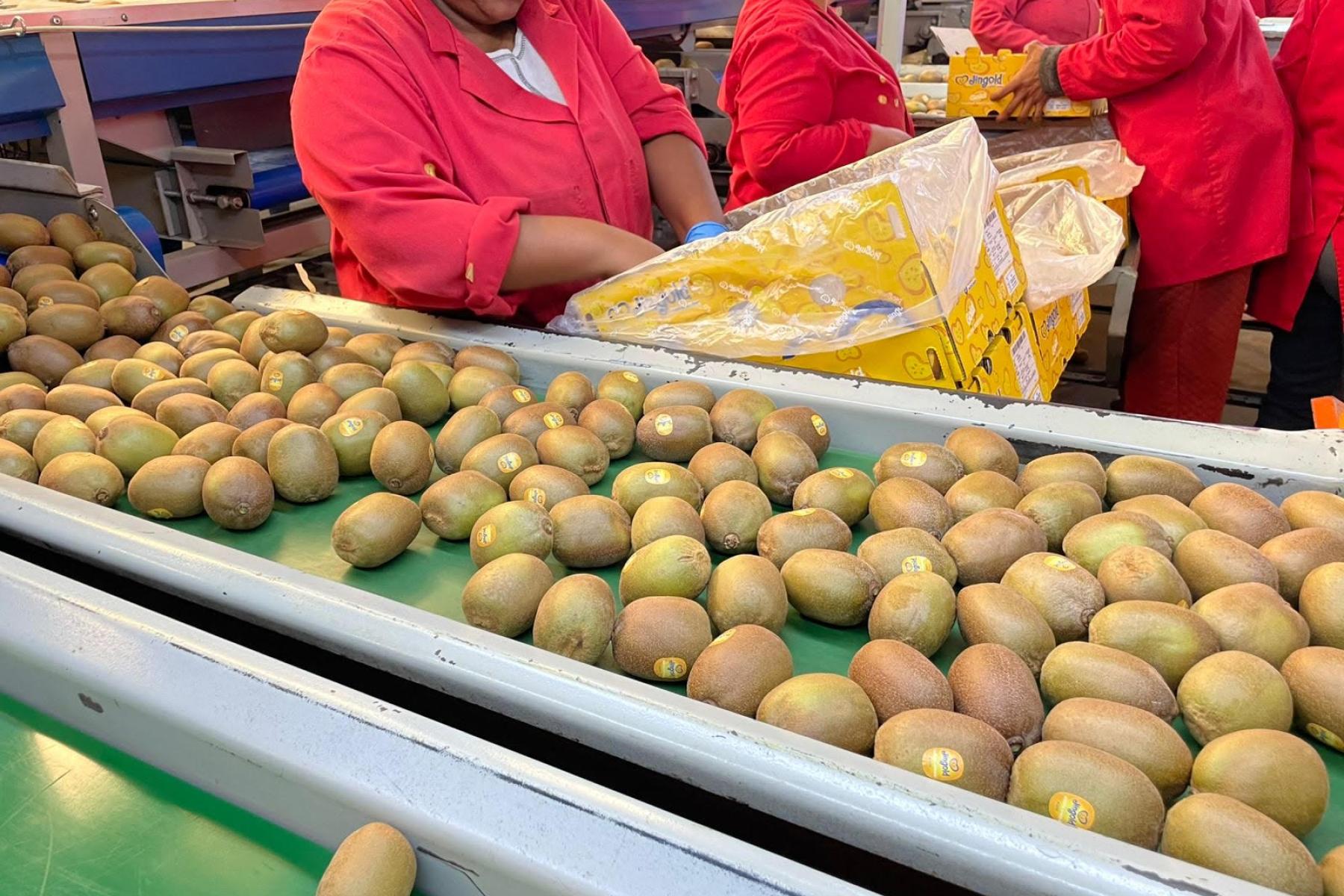 Blick in eine Kiwi-Packstation mit Arbeitenden