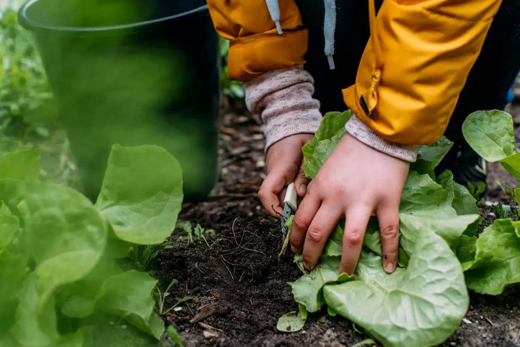 Kinderhände schneiden Salat auf dem Feld ab