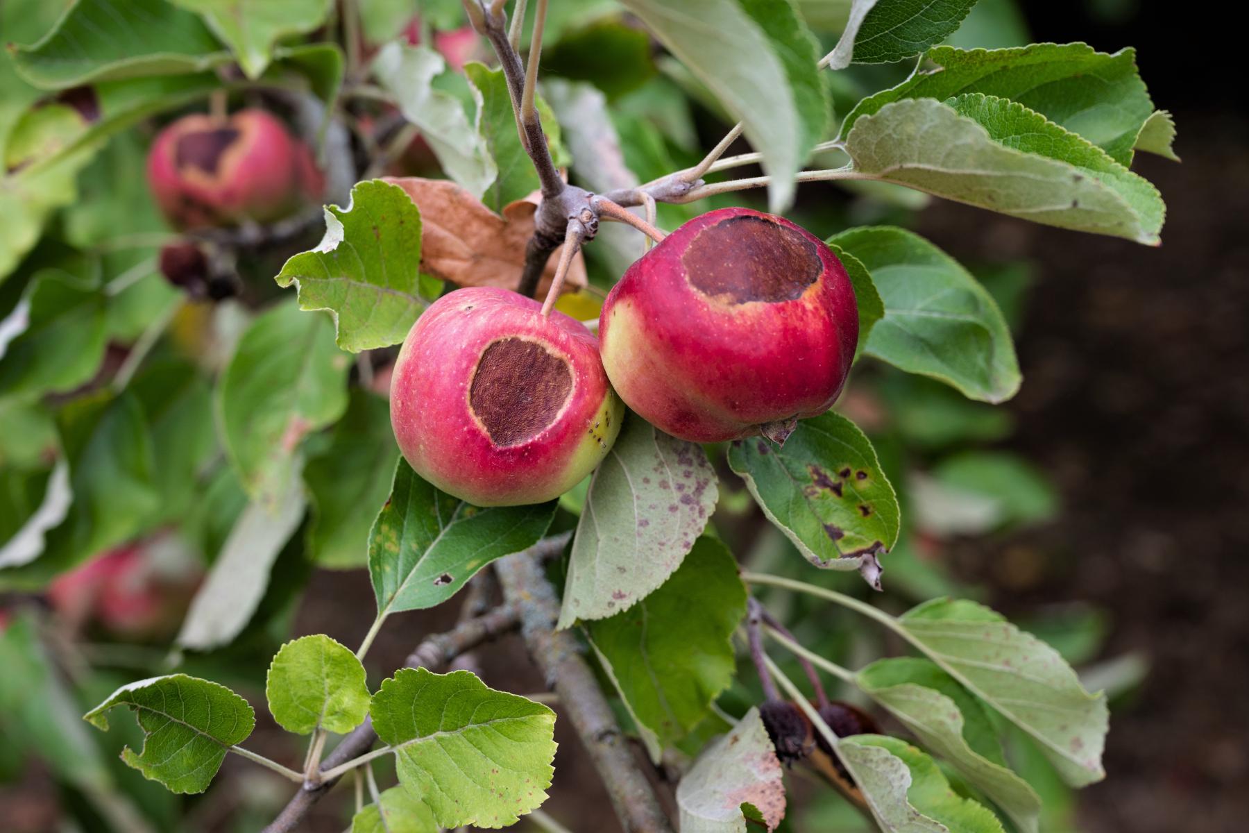 Äpfel mit Sonnenbrand am Baum