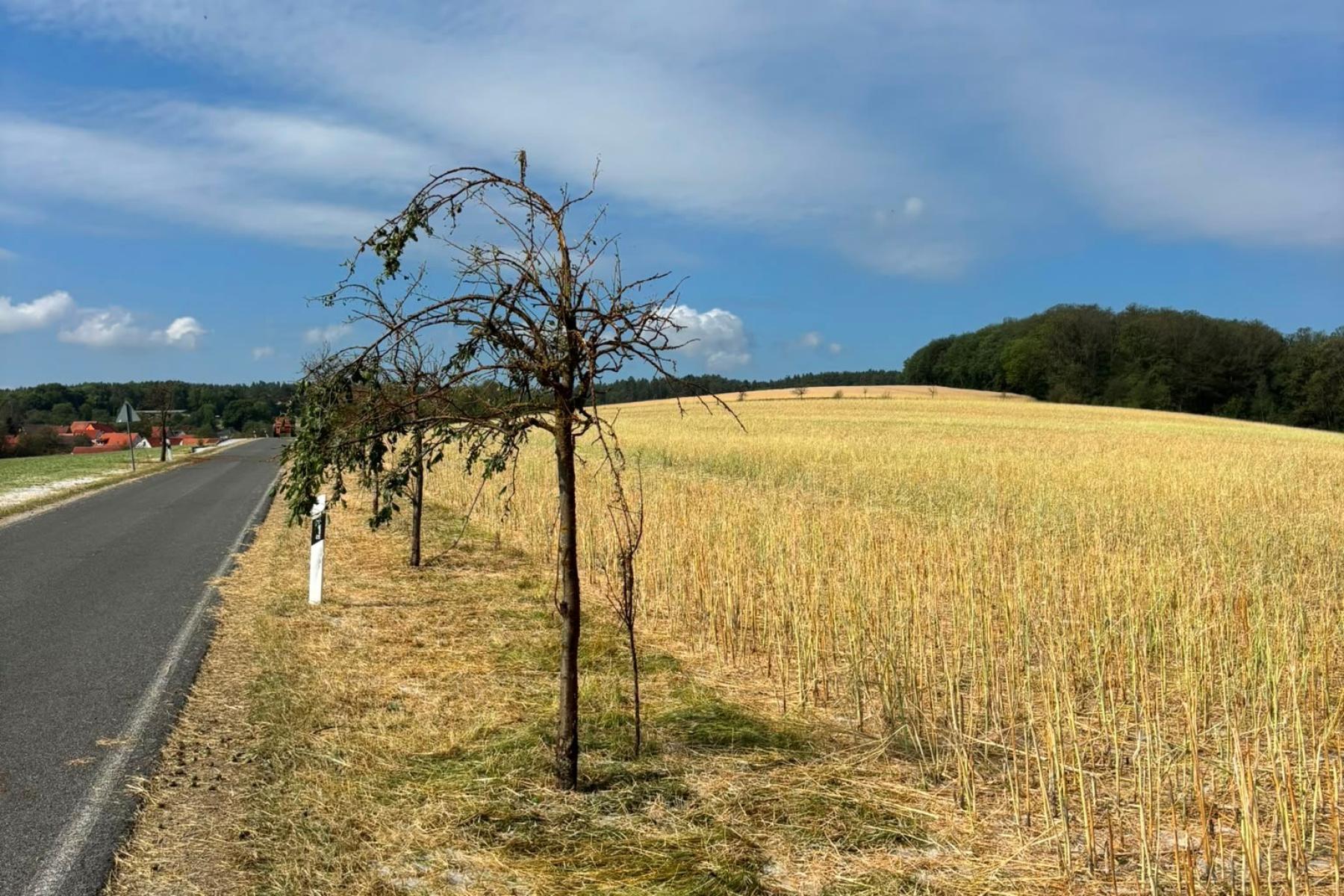 Durch Hagel entlaubter Baum am Straßenrand