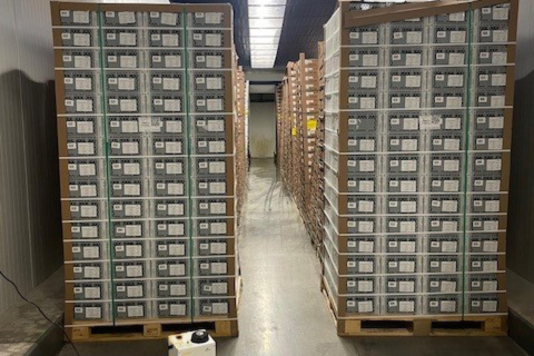 Avocado Ripening Room
