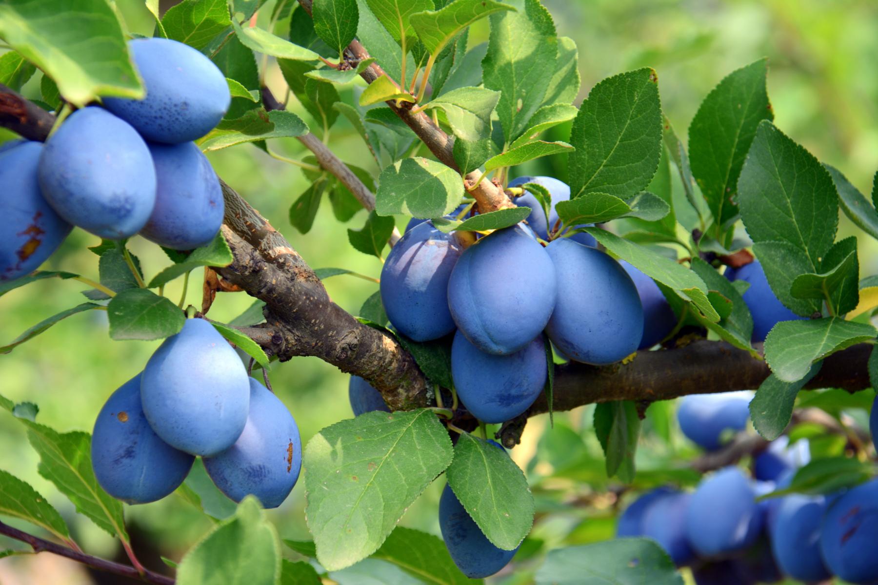 Pflaumen am Baum