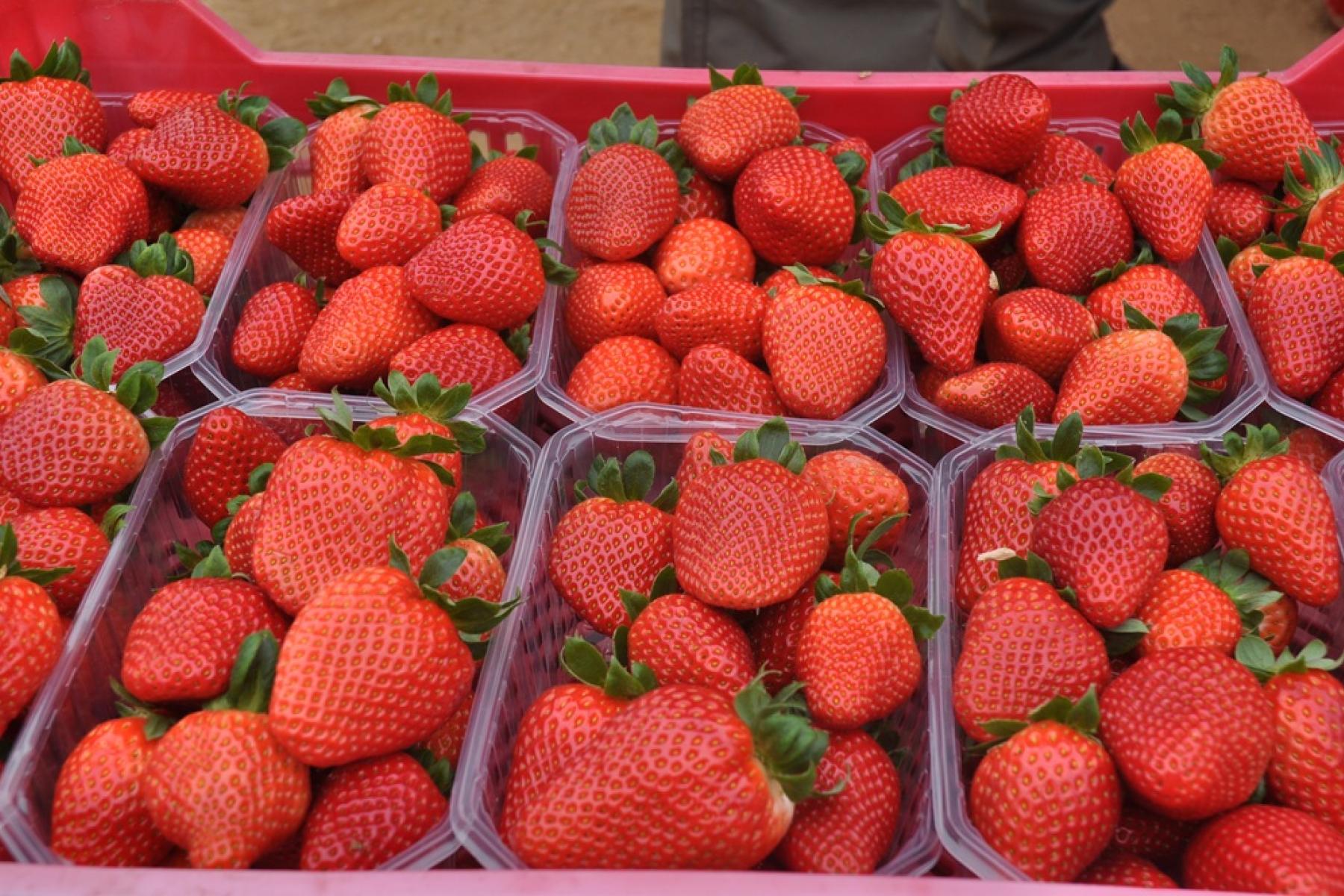 Erdbeeren in Schalen