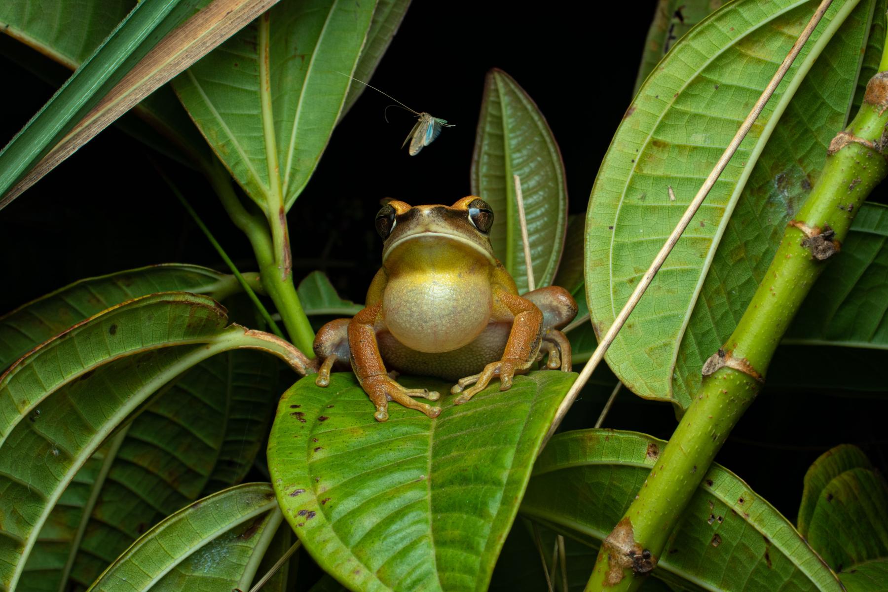 Der brasilianische Laubfrosch Boana albopunctata