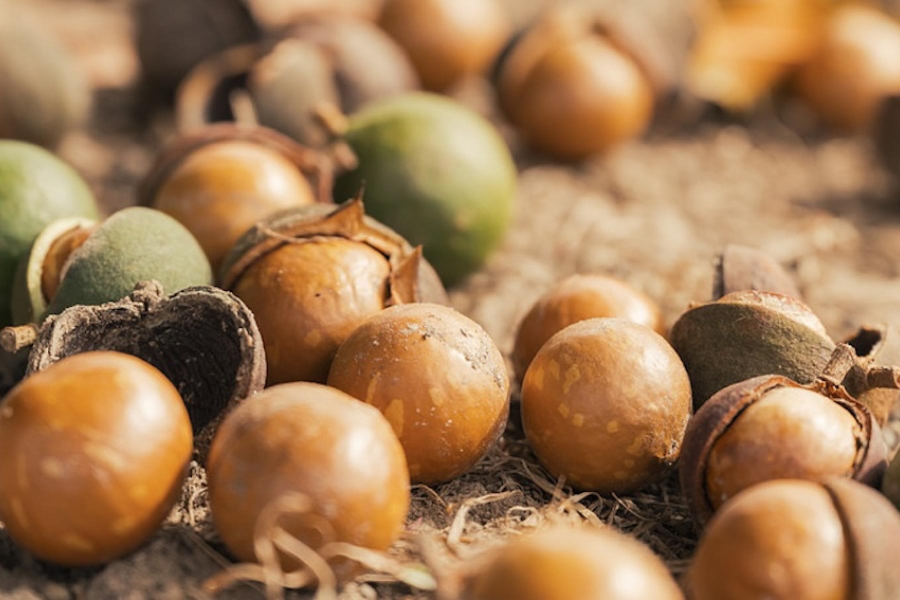 Am Boden liegende Macadamias in Schale