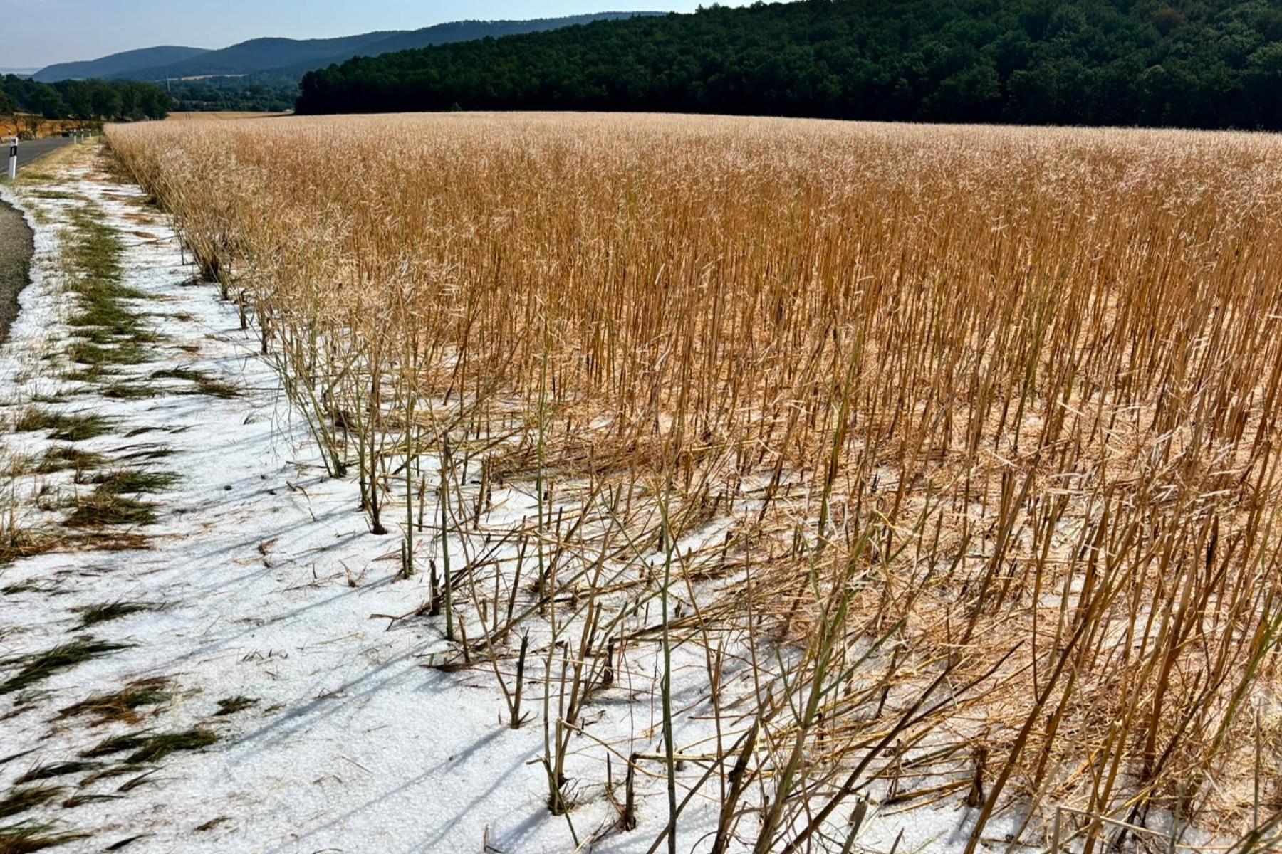Rapsfeld, weiß von Hagel