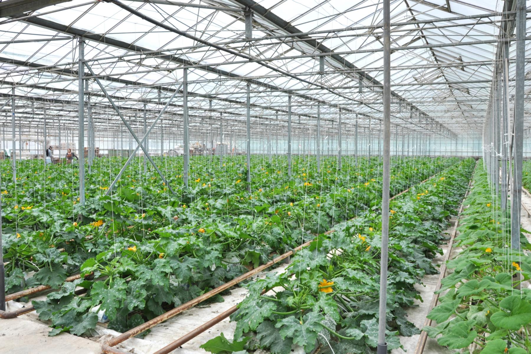 Mini-Zucchini im geschützten Anbau in Frankreich