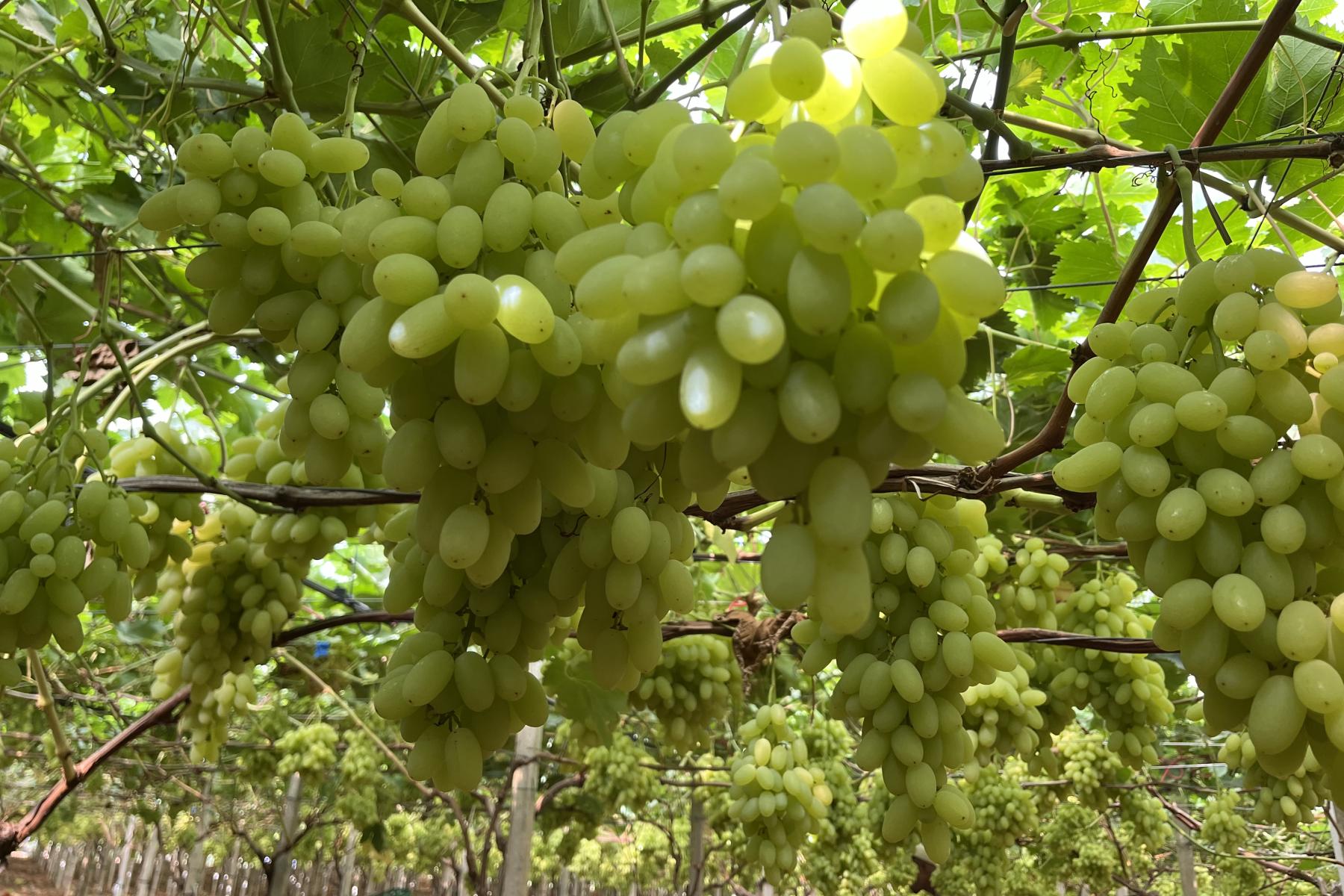 Kernlose Trauben in Italien