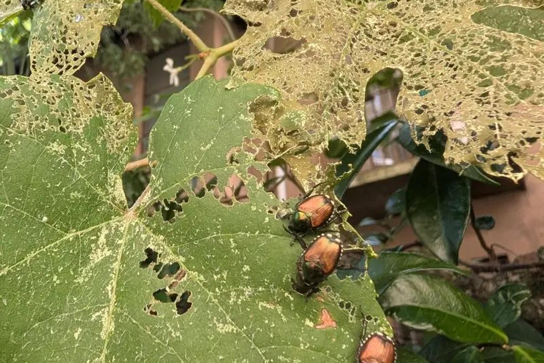 Ausgewachsene Japankäfer richten Schäden durch Fraß an Blättern, Blüten und Früchten an.