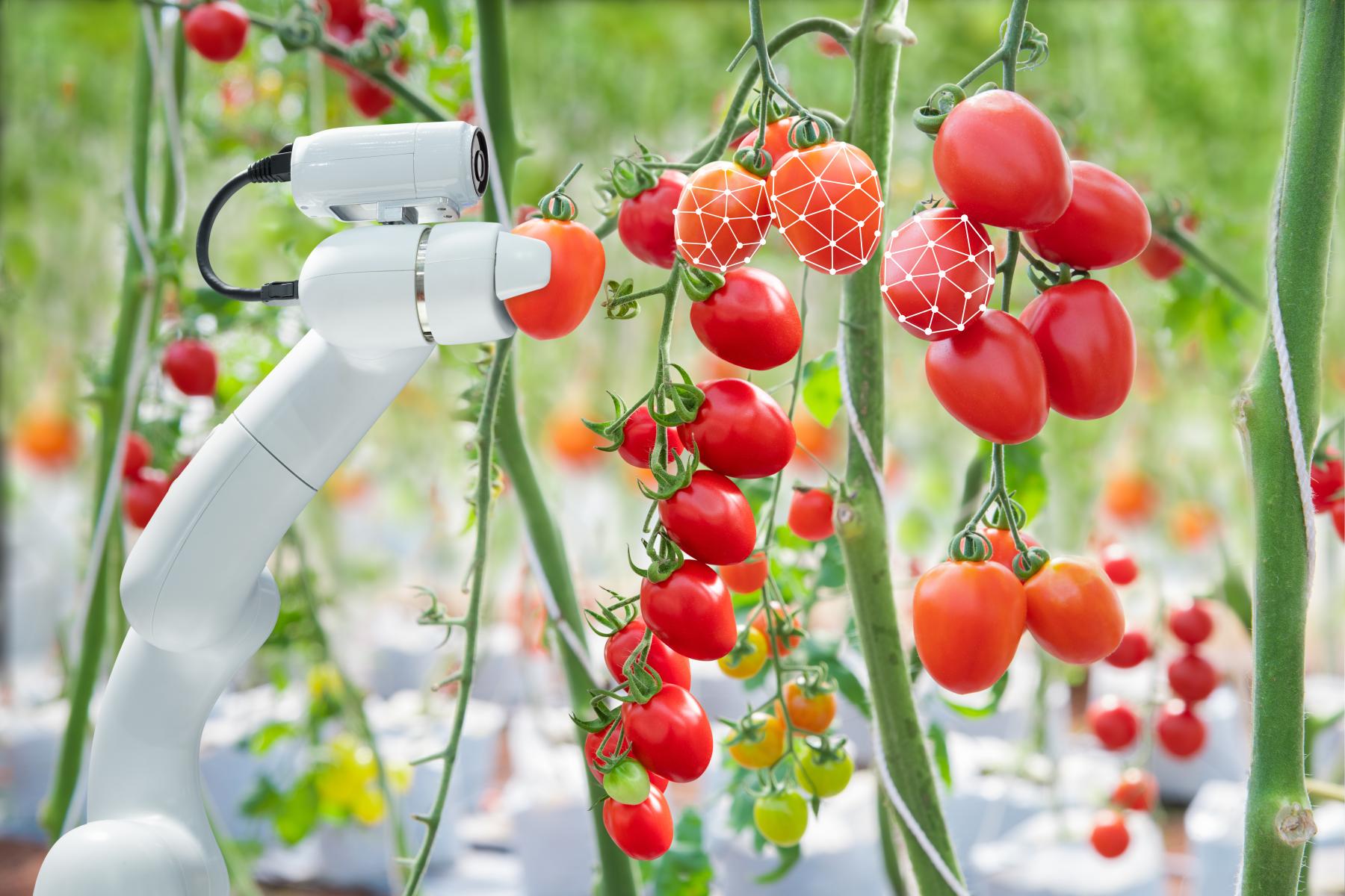 Roboter erfasst Tomaten