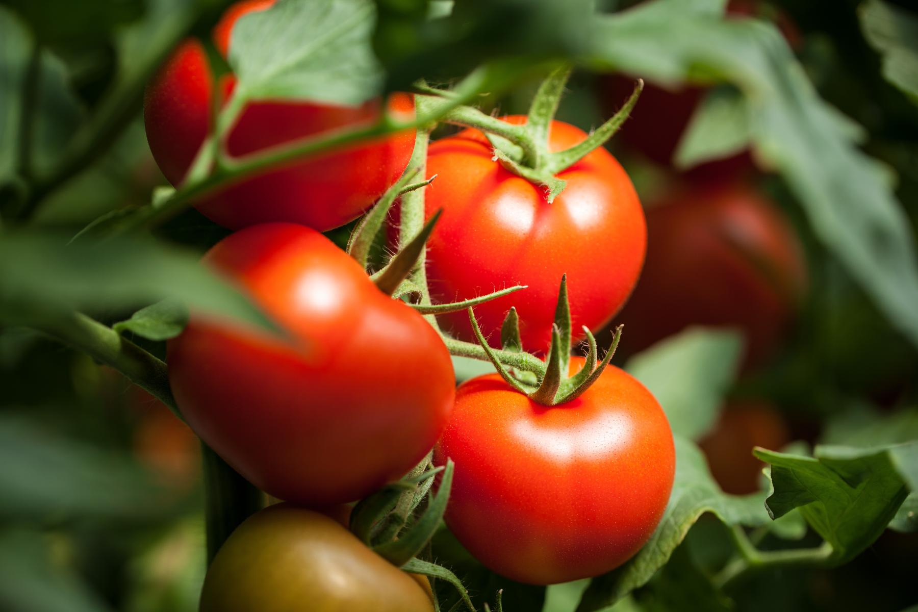 Tomaten am Strauch