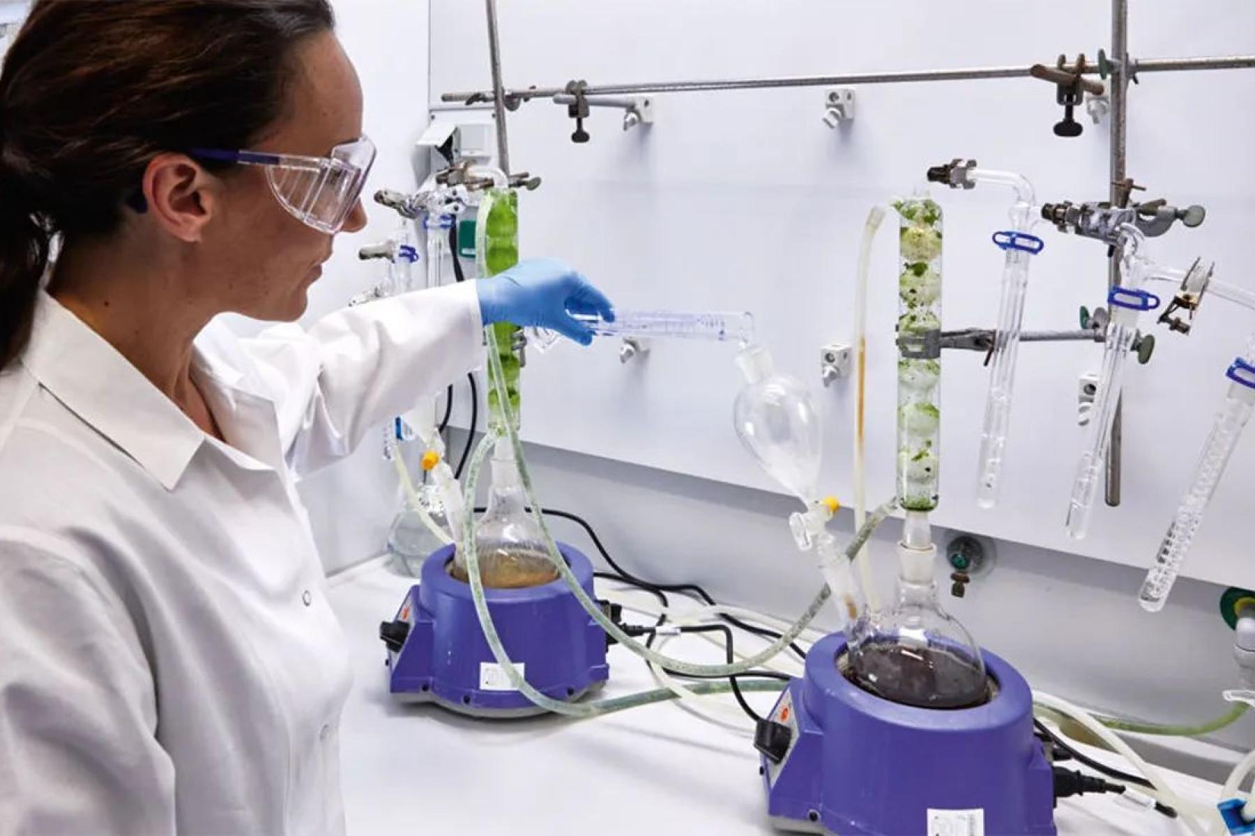 Frau führt Labortests mit Avocados durch