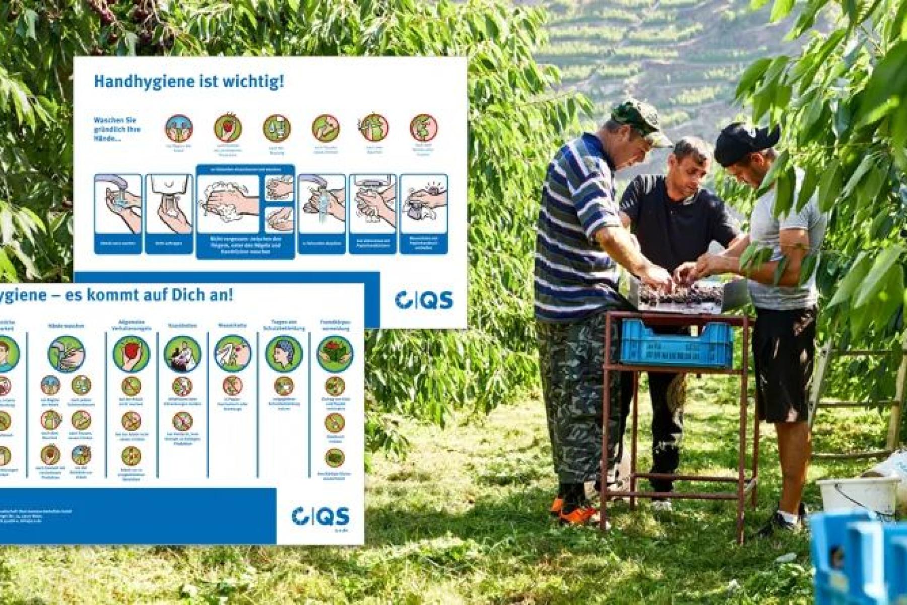 Männer stehen in Plantage, daneben Infografiken zur Hygiene