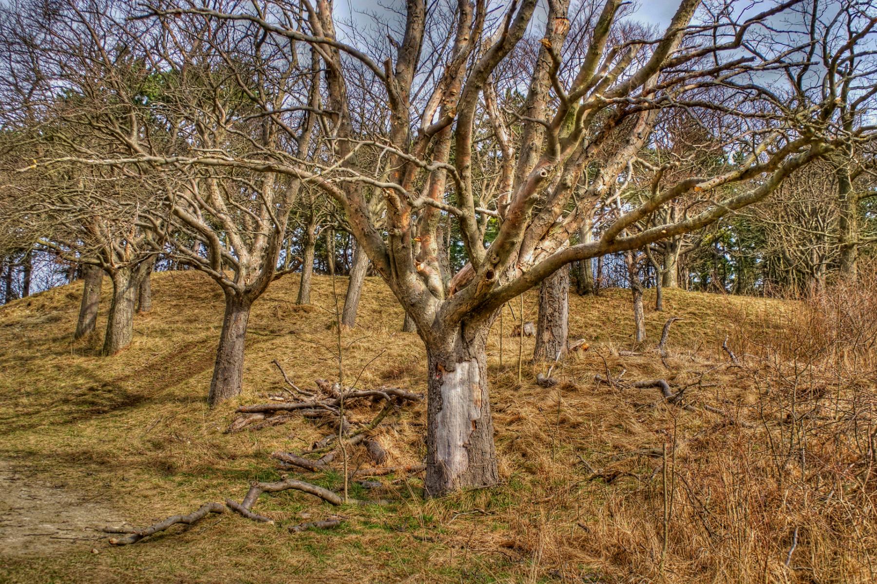 Baum in trockenem Gebiet