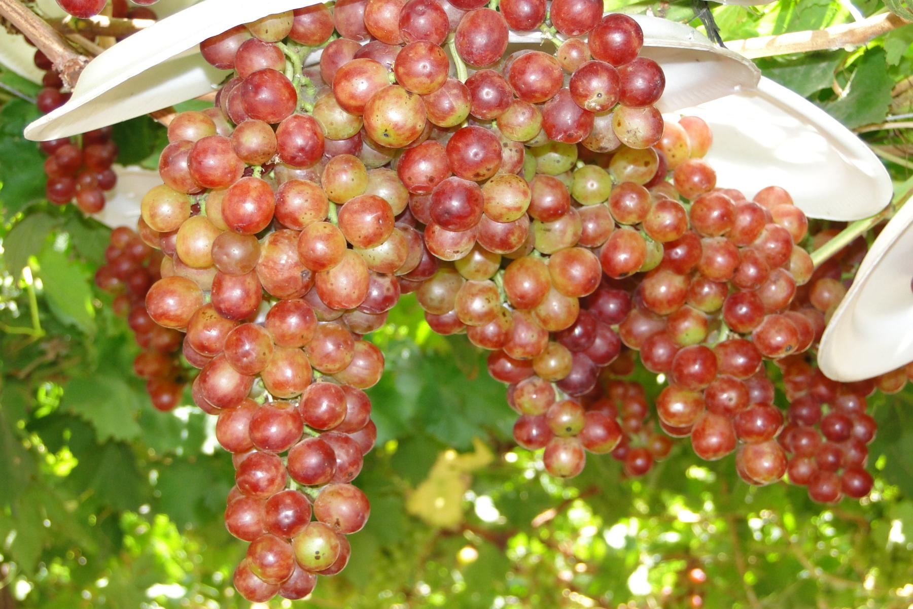 rote Trauben an der Rebe