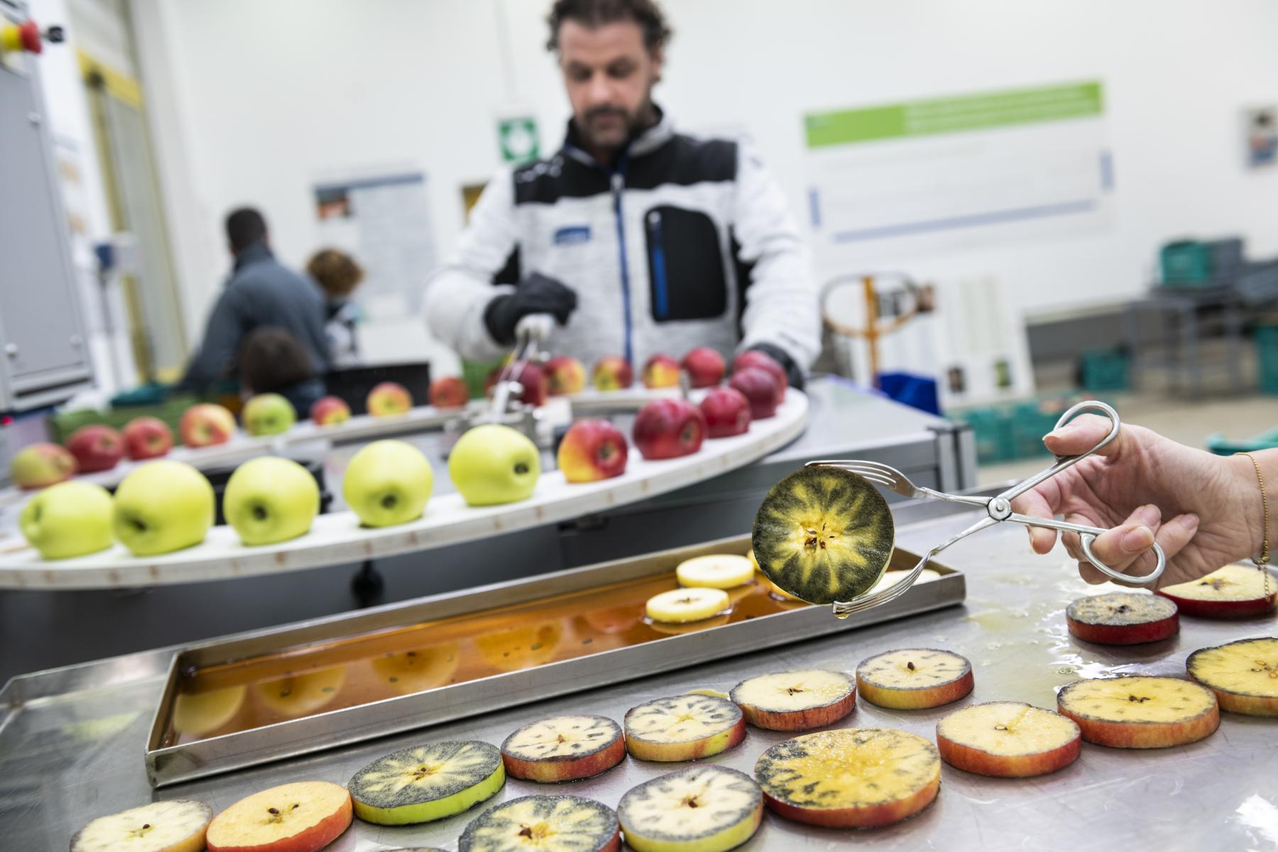 ganze Äpfel und Scheiben durchlaufen einen Stärketest