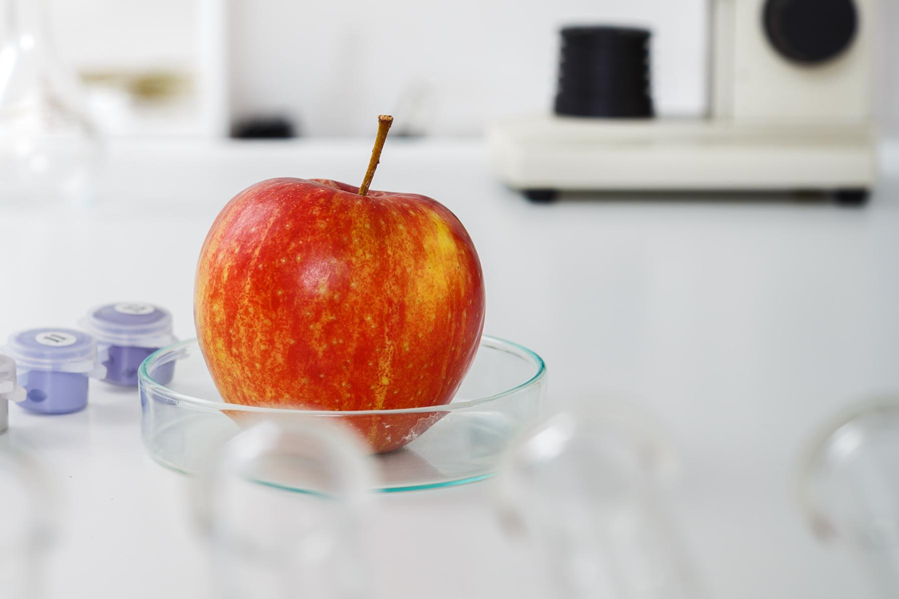 Apfel in Petrischale in Labor