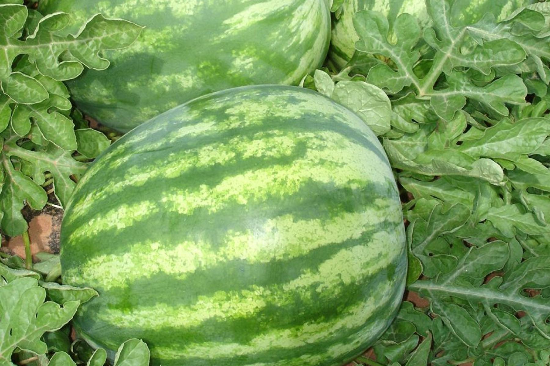 Wassermelonen auf der Plantage