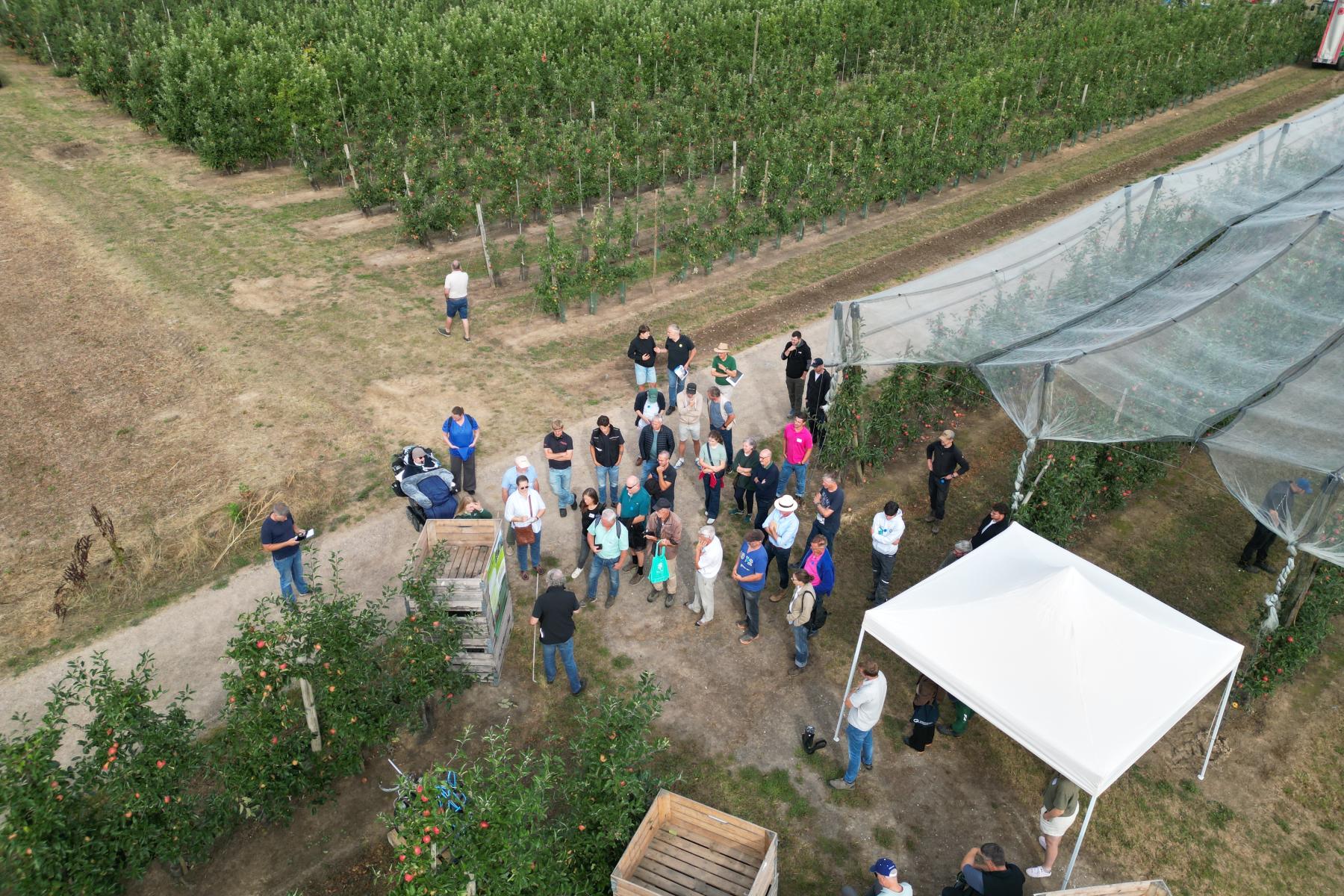 Luftaufnahme von Menschen die in Apfelplantage stehen
