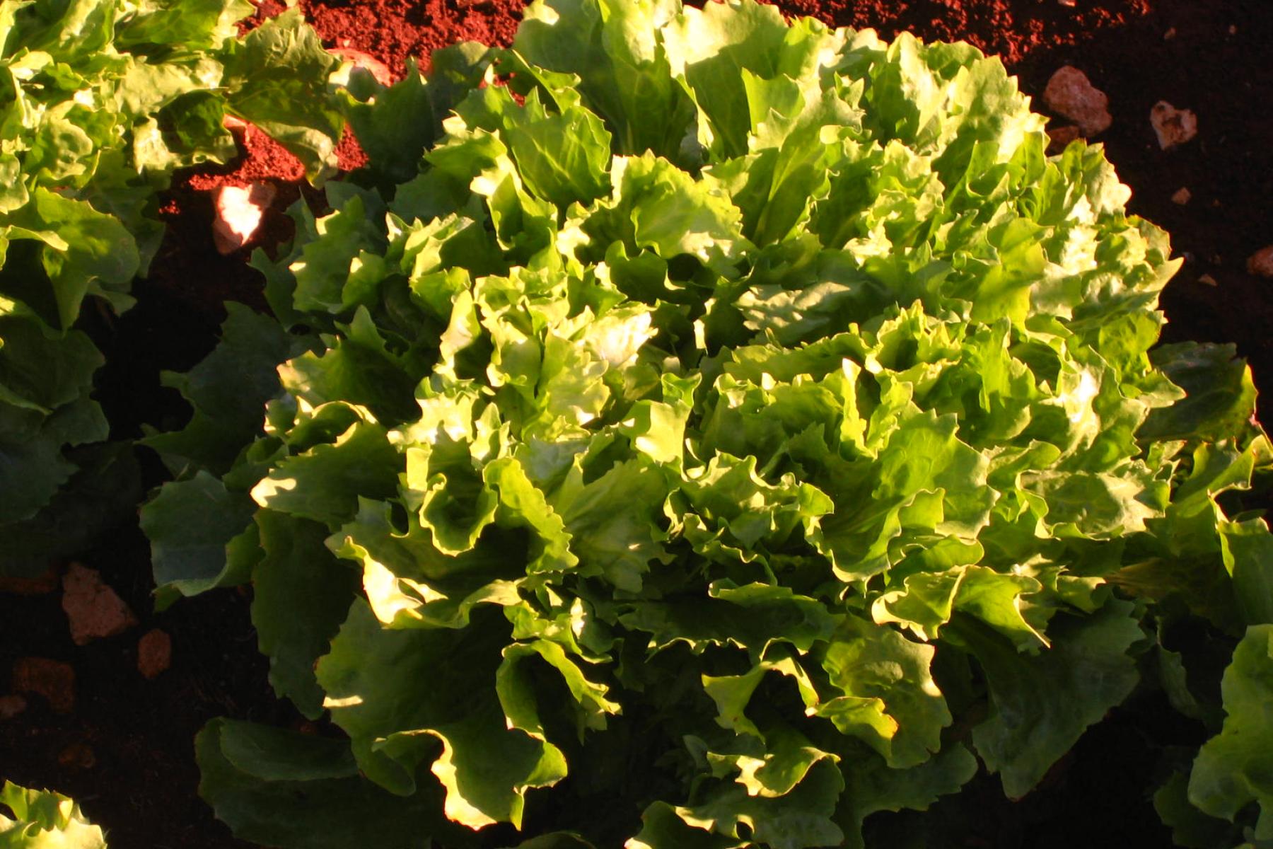Endiviensalat