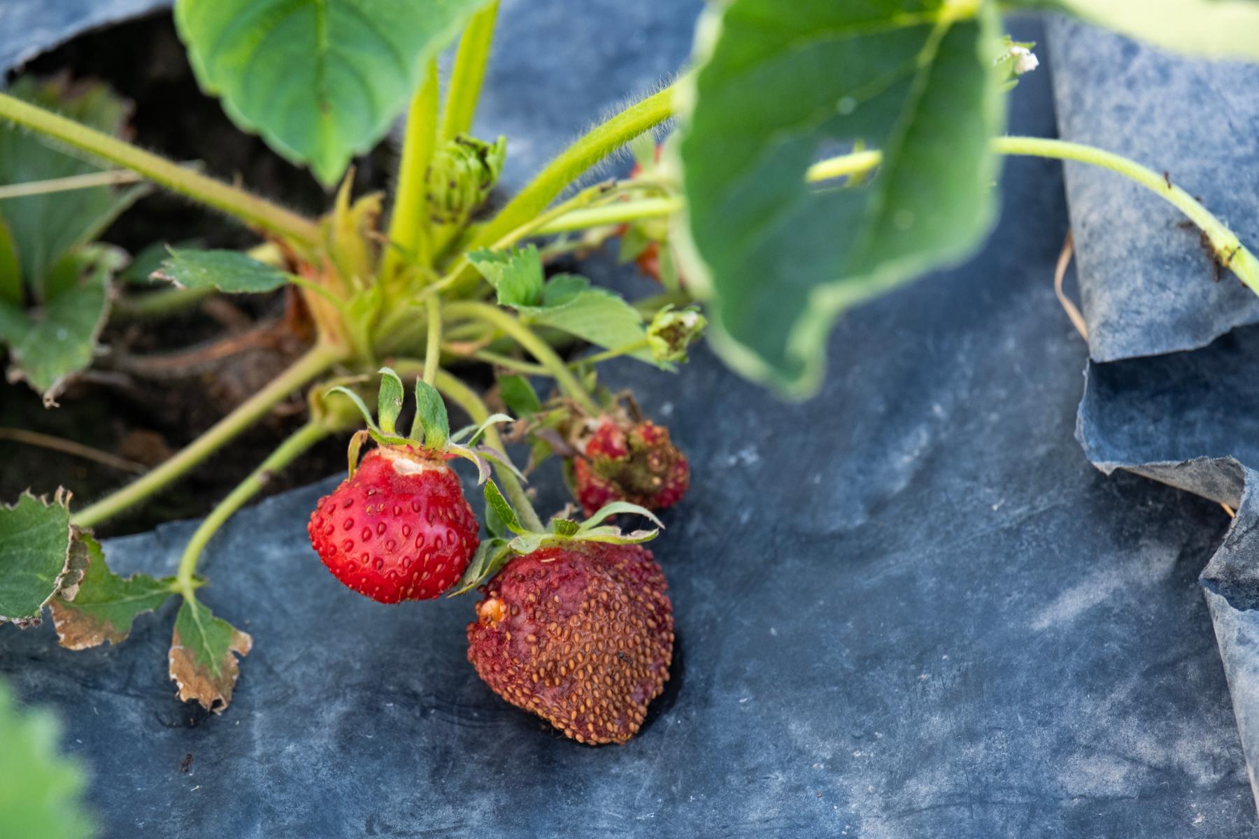 Erdbeeren mit Sonnenbrand