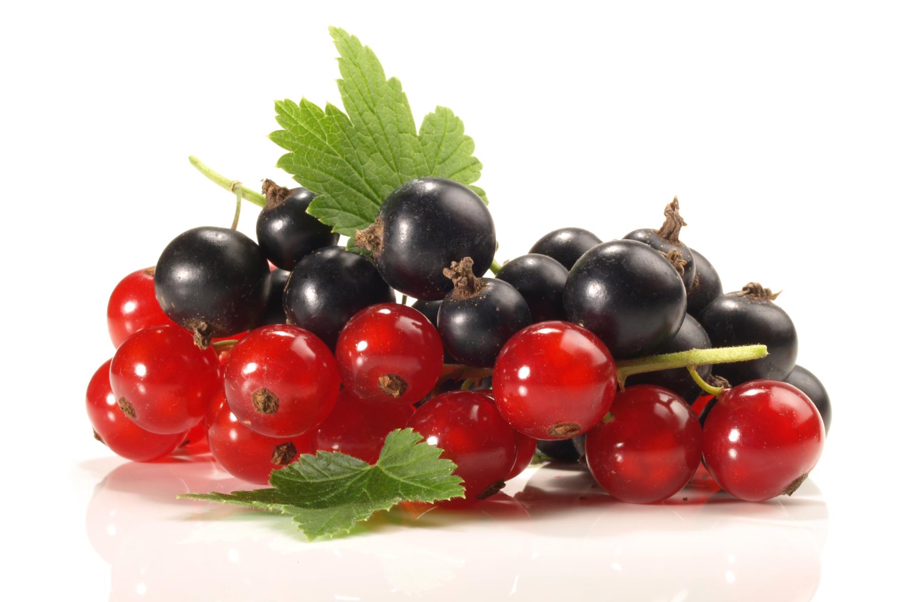 rote und schwarze Johannisbeeren