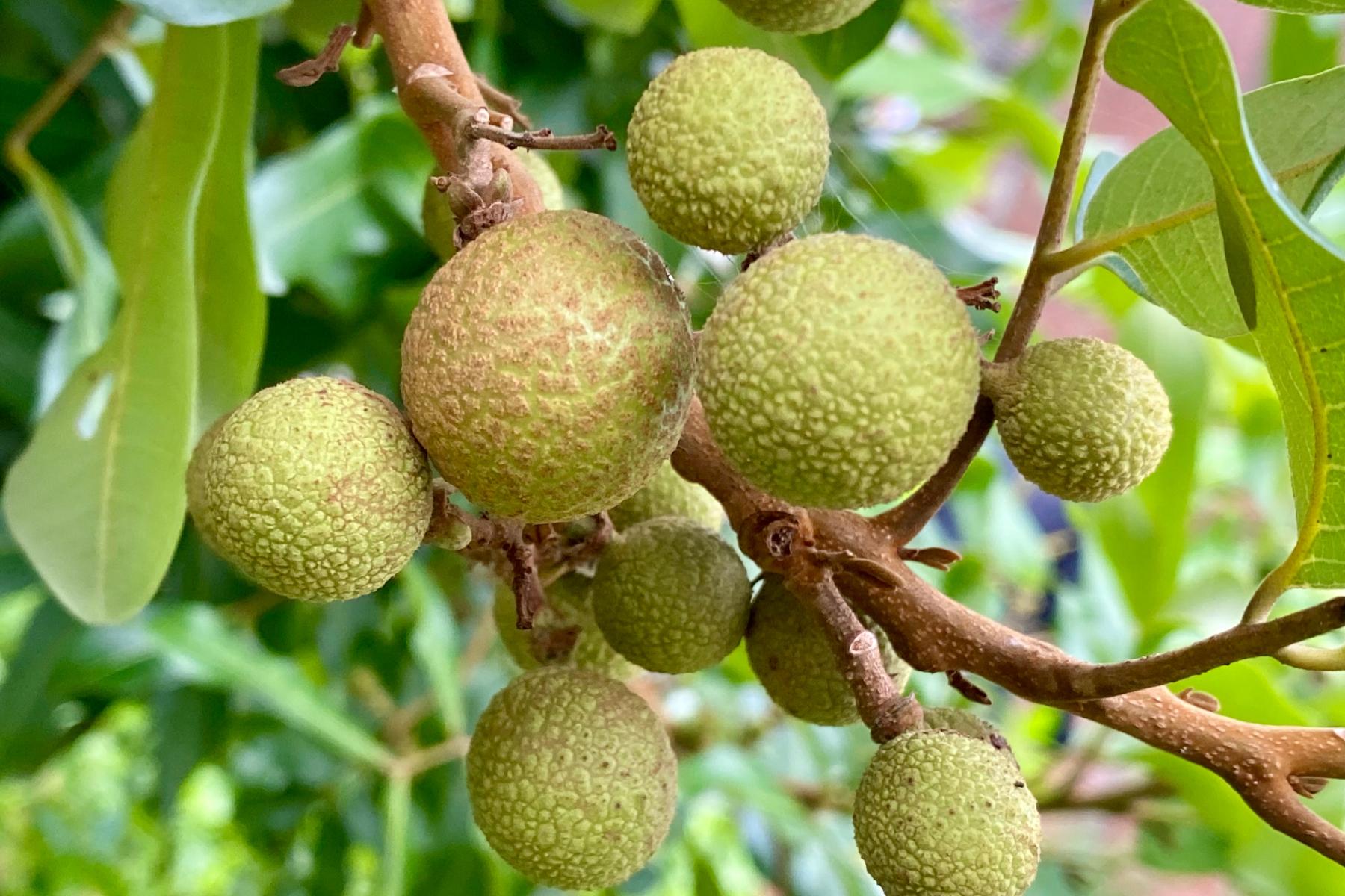 Früchte der aus Asien stammenden Longan am Baum