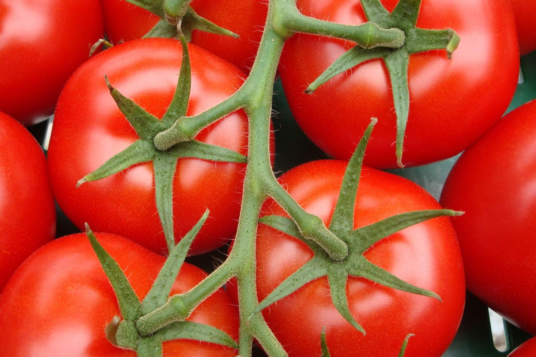 Rote Tomaten an der Rispe.