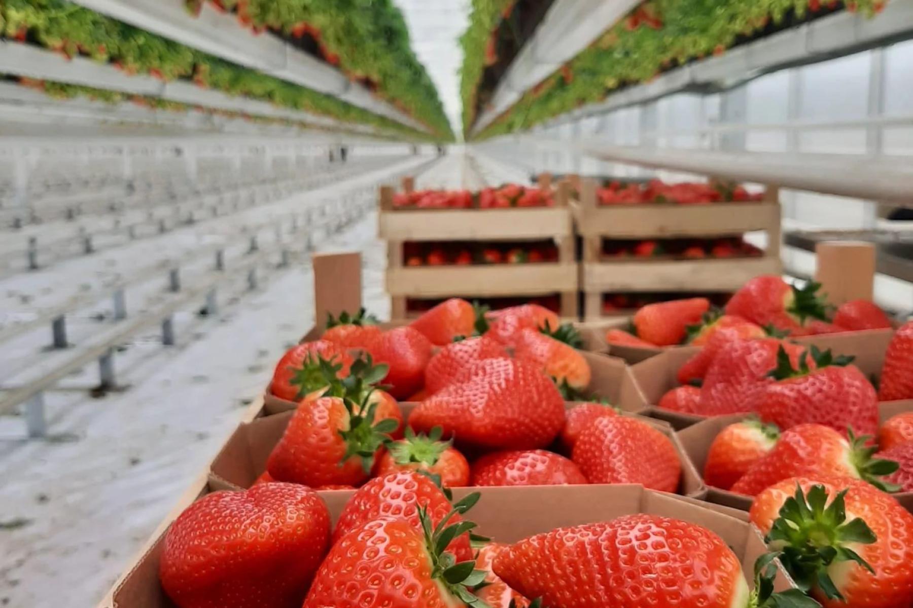 Erdbeeren im Karton im Gewächshaus