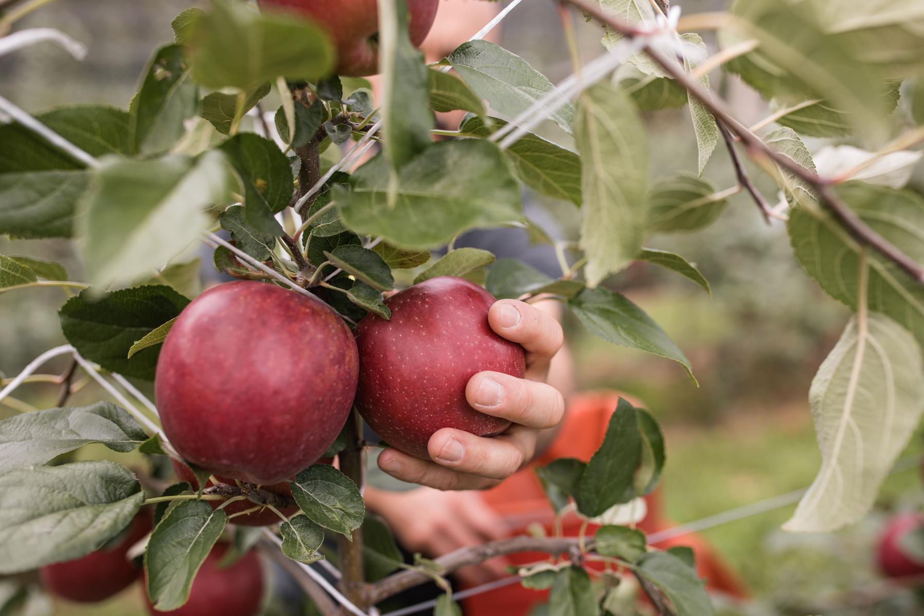 Rote Äpfel am Baum. Eine Hand greift danach.