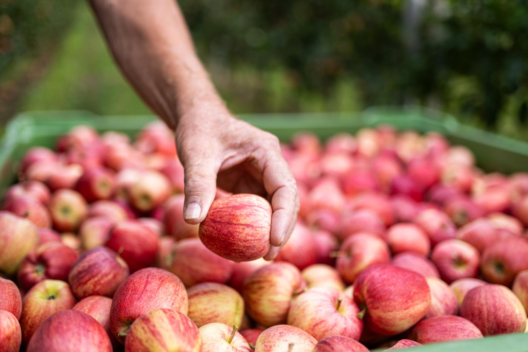 Hand hebt Apfel aus einer vollen Kiste auf dem Feld