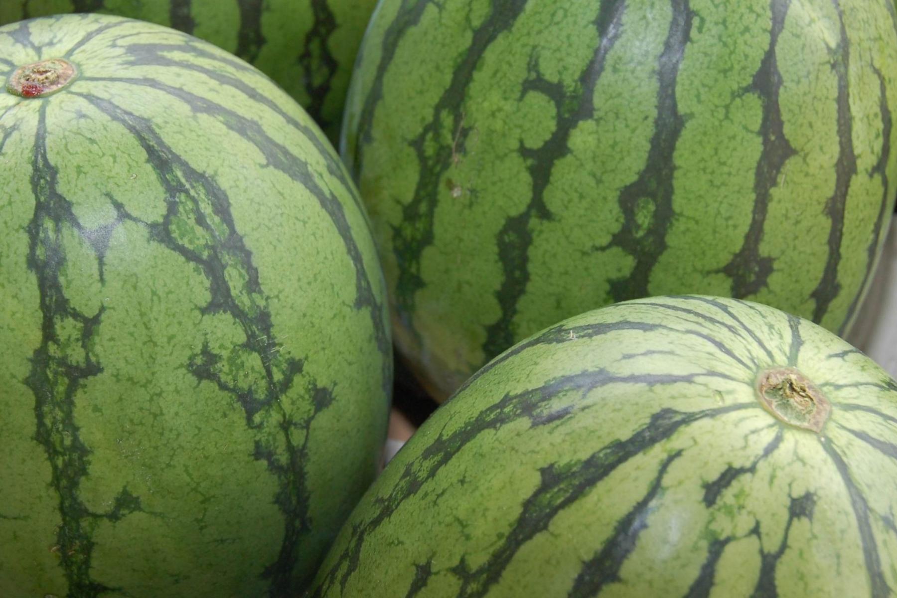 Drei Wassermelonen aufrecht nebeneinander