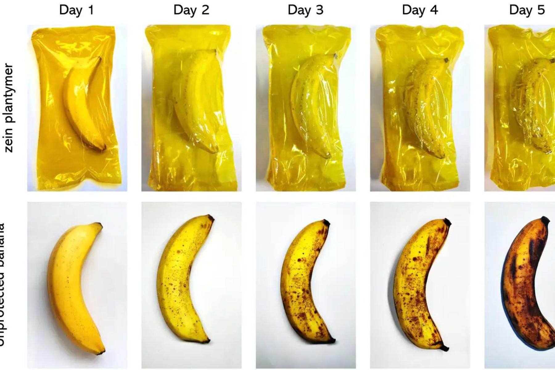 Banane in verschiedenen Reifegraden mit und ohne die neue Verpackung