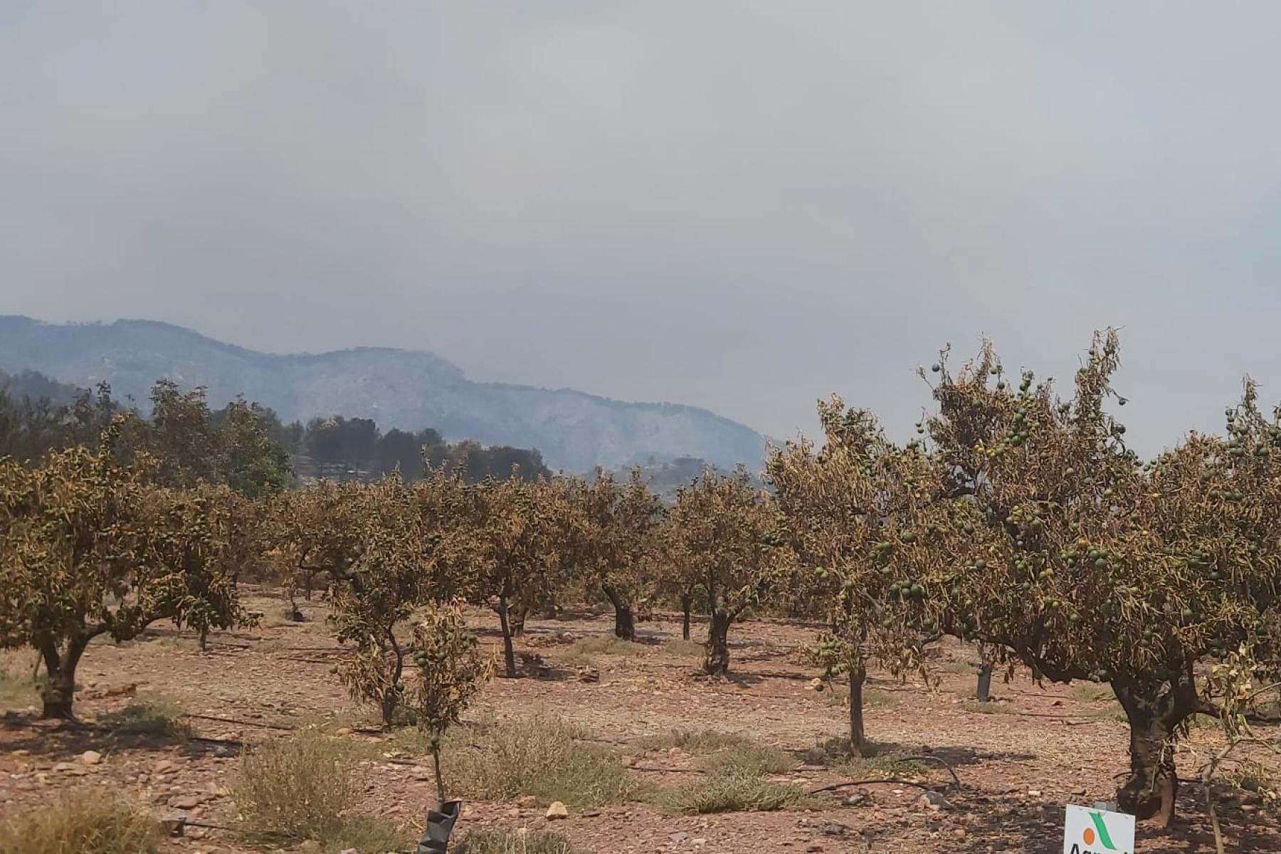 Castellón Brandschäden 2026