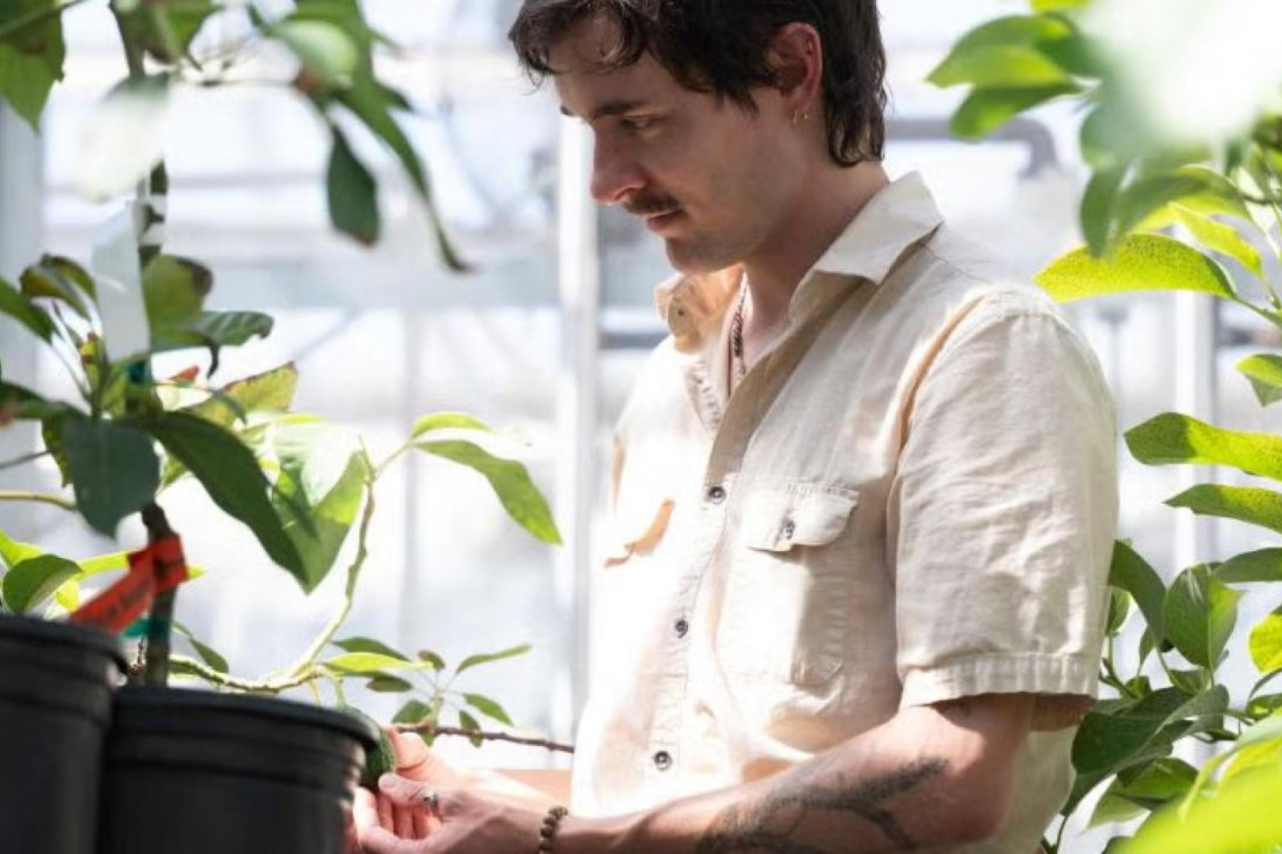 Mann untersucht Avocadopflanzen