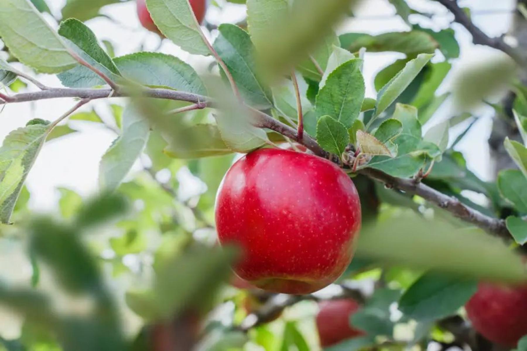 roter Apfel an Ast