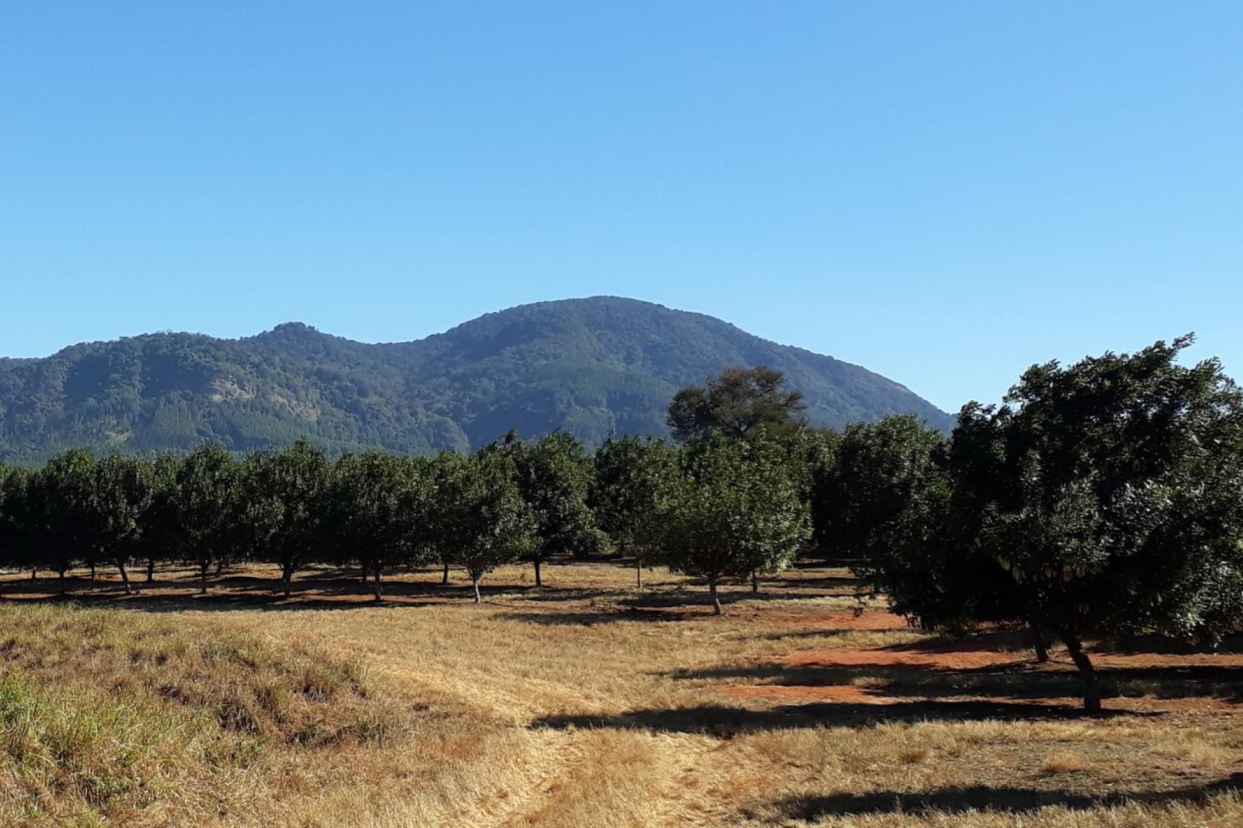 Macadamia-Plantage in Südafrika
