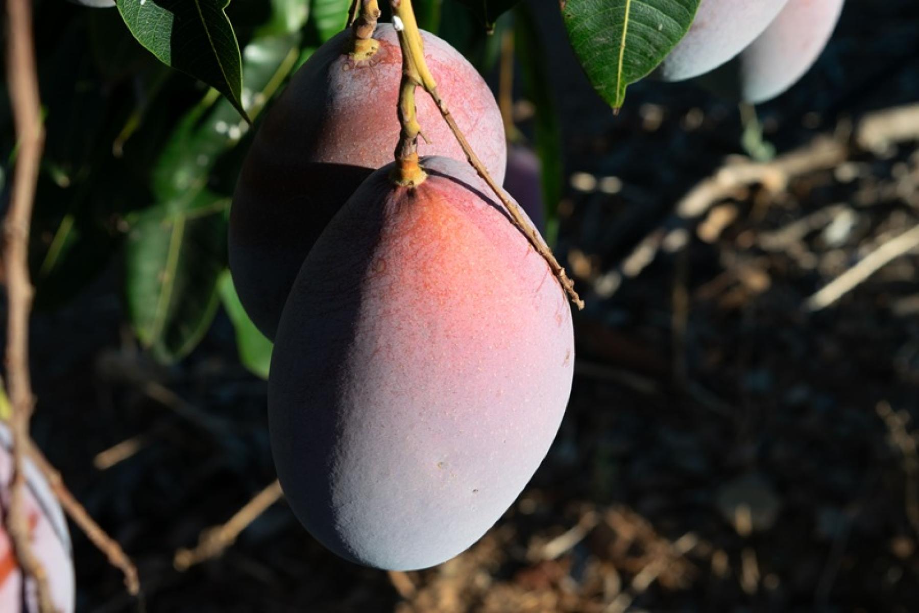 Mangos am Baum