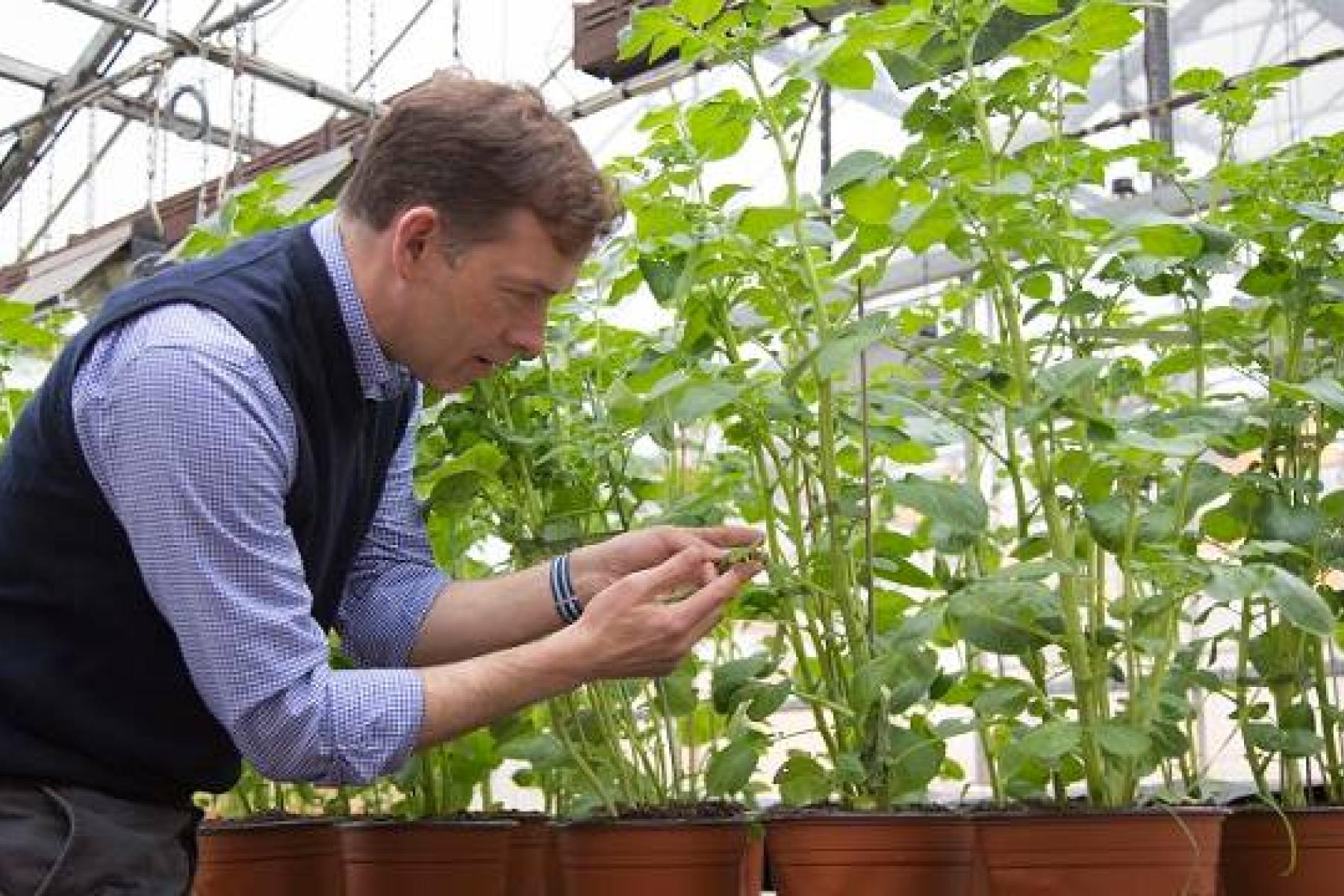 Mann überprüft Qualität der Pflanzen im Gewächshaus