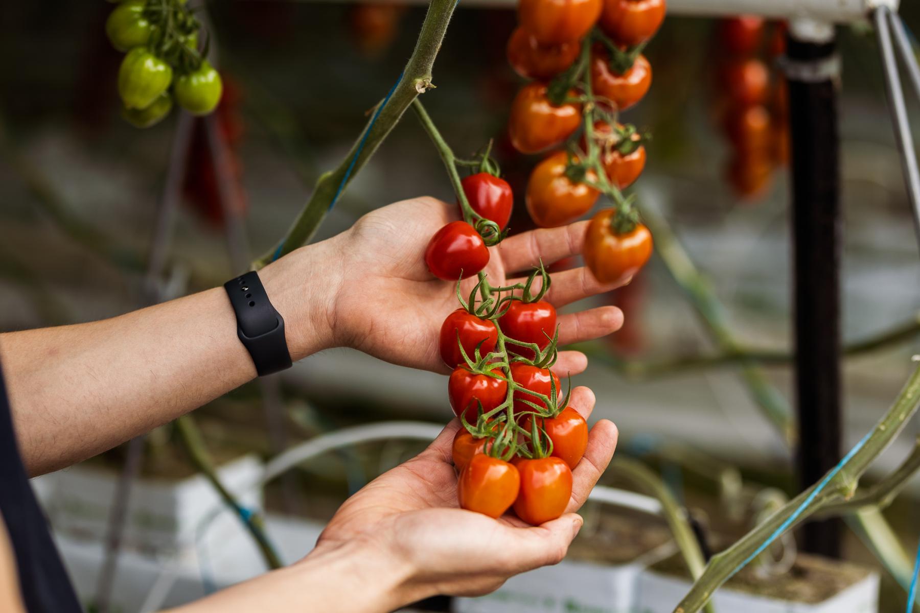 Hände halten Tomatenrispe