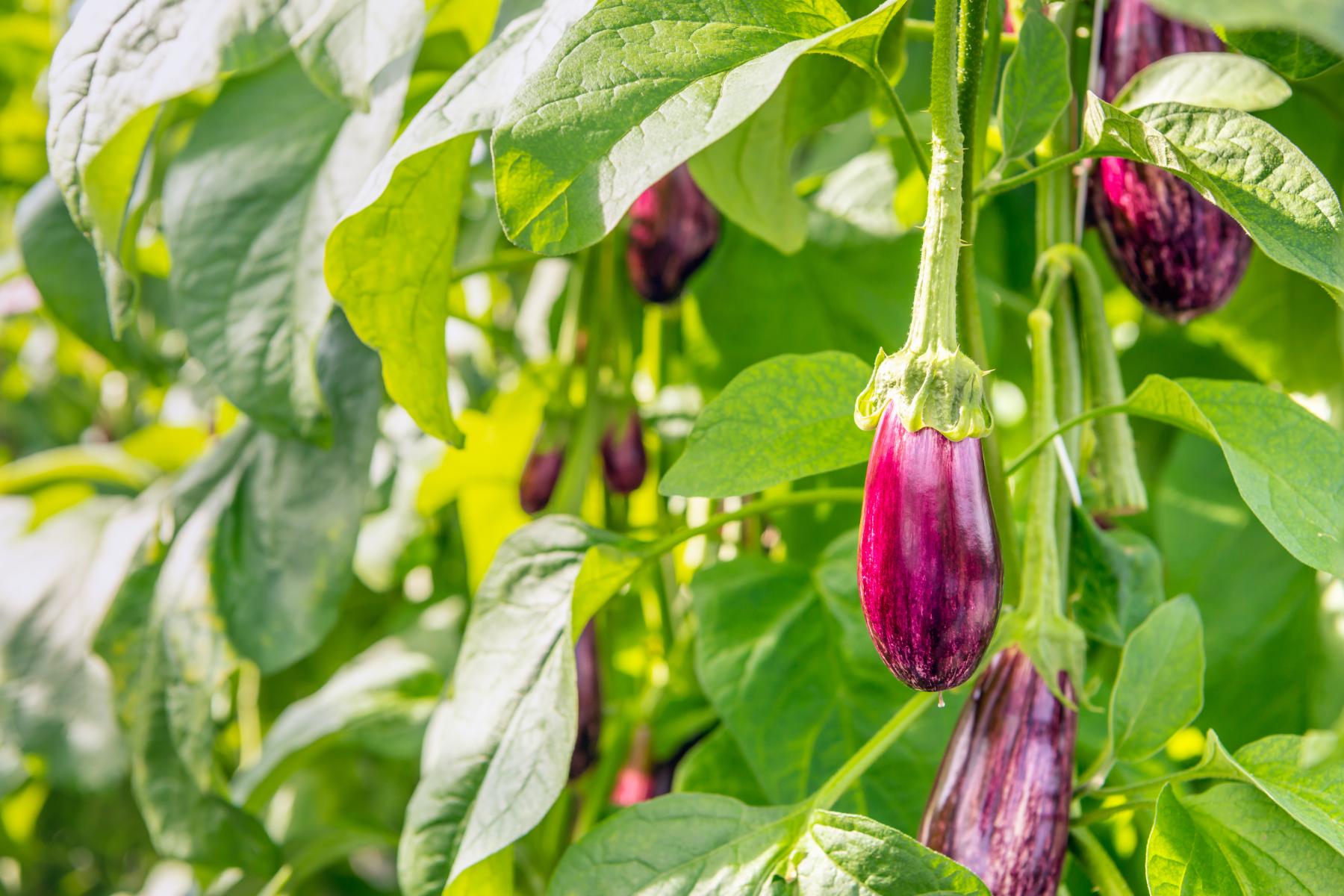 Aubergine