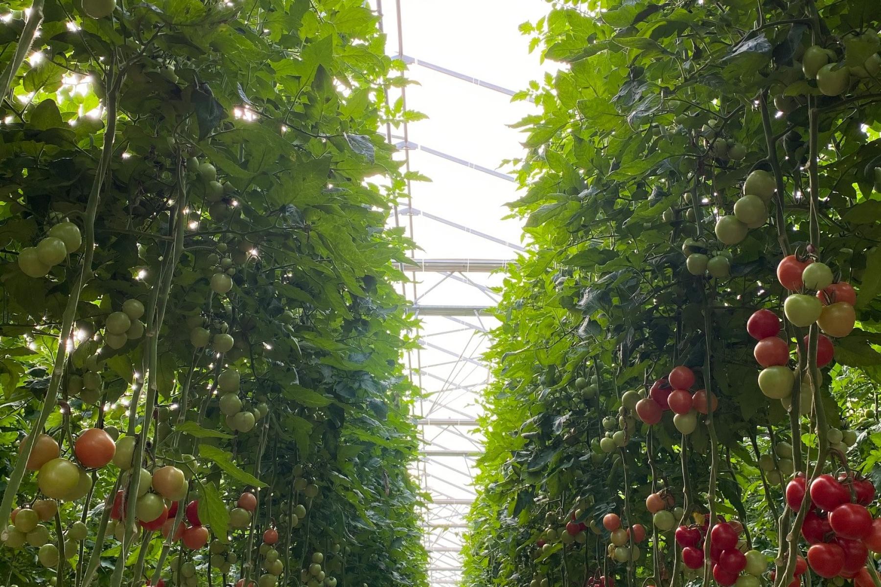 Tomatenpflanzen im Gewächshaus