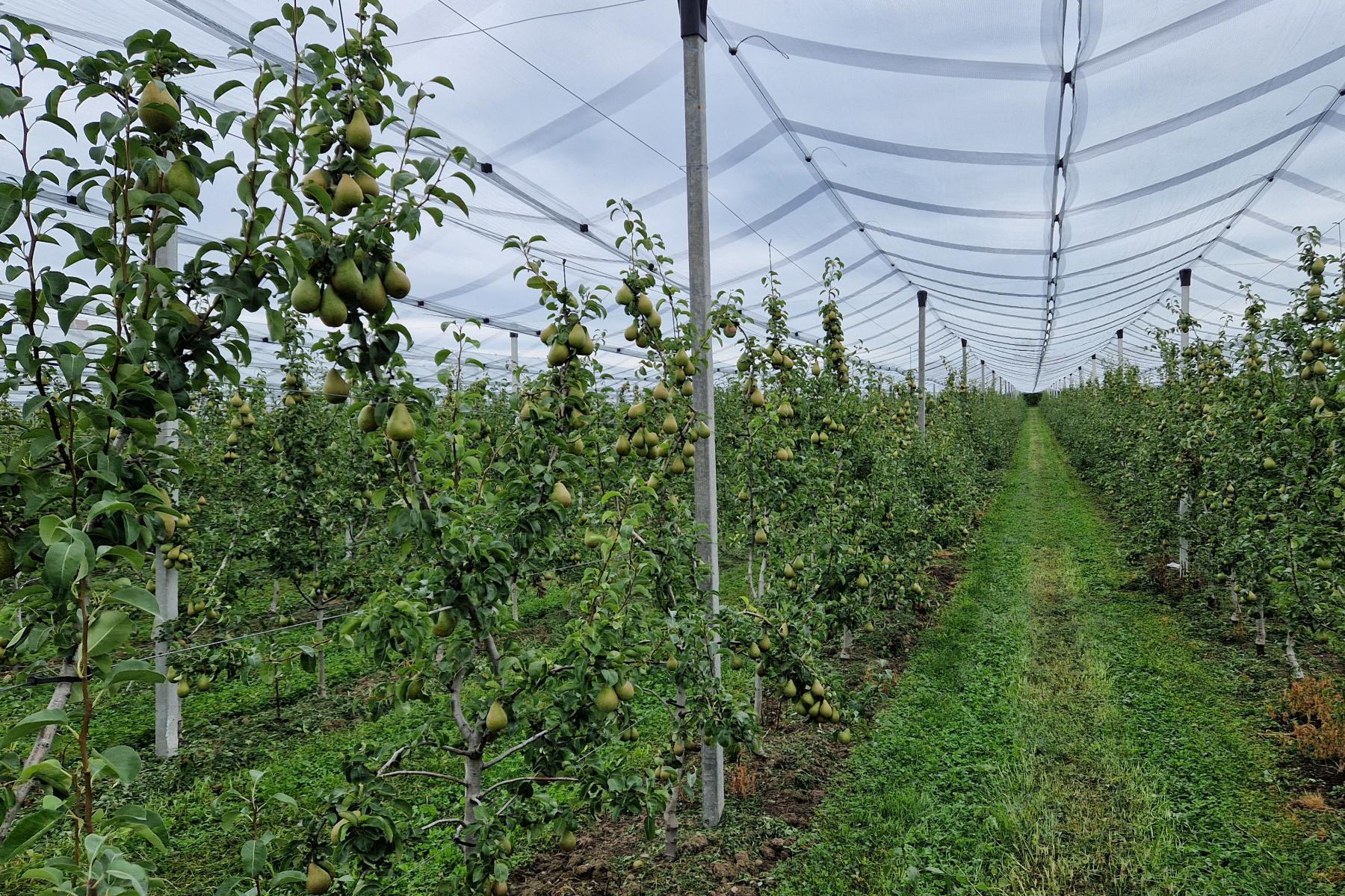 Birnenproduktion in Deutschland unter einem Hagelnetz